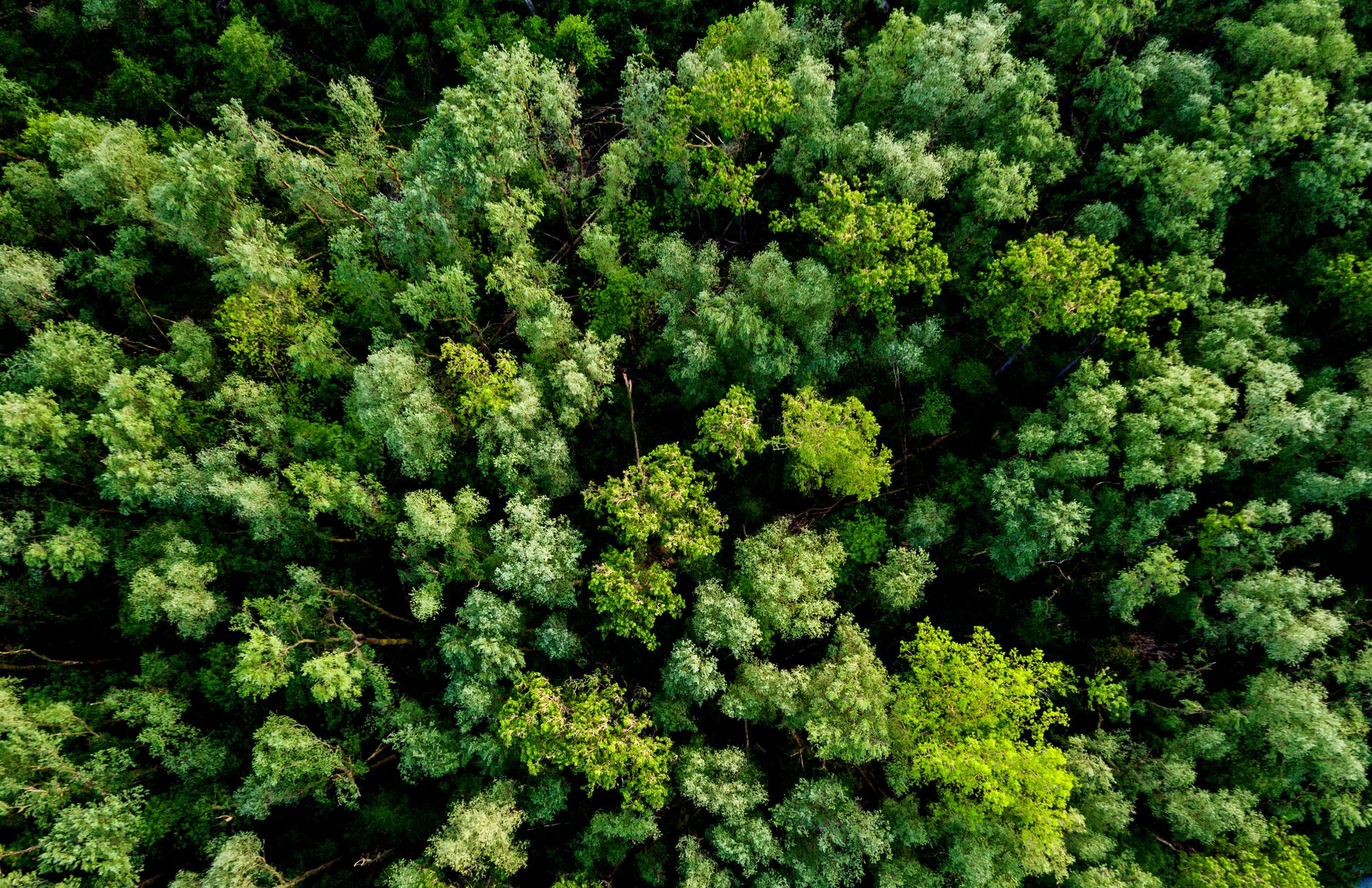 Aerial view of a lush green forest or woodland looking down on the tree tops in a full frame view