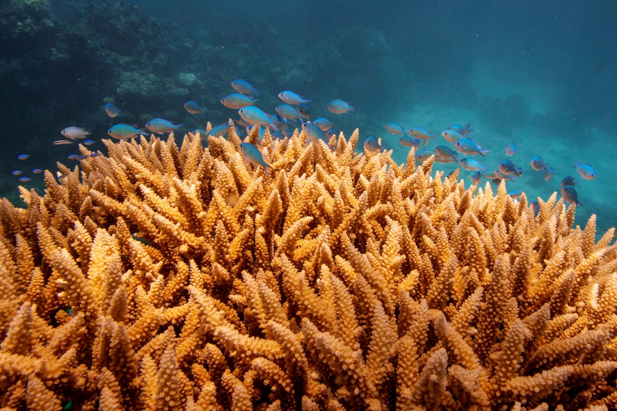 FILE PHOTO: A school of fish swim above a staghorn (Acropora cervicornis) coral colony as it grows on the Great Barrier Reef off the coast of Cairns, Australia October 25, 2019. REUTERS/Lucas Jackson/File Photo