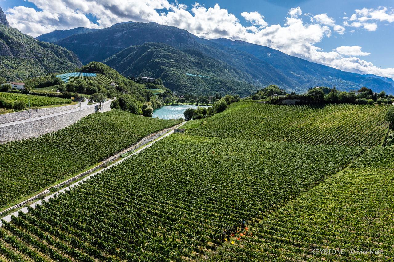Les vendanges dans les vignes pour la cave Provins a Sierre ce mardi 12 septembre 2017. (KEYSTONE/Olivier Maire)