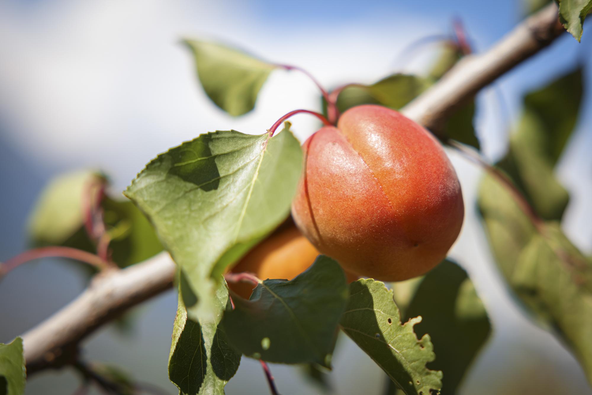 Deux abricots isoles sont photographies sur un arbre largement depourvu de fruits suite au gel des fleurs cause par des temperatures negatives plusieurs nuits consecutives au mois d'avril, ce samedi 26 juin 2021 a proximite de Nendaz au dessus de Sion. (KEYSTONE/Valentin Flauraud)