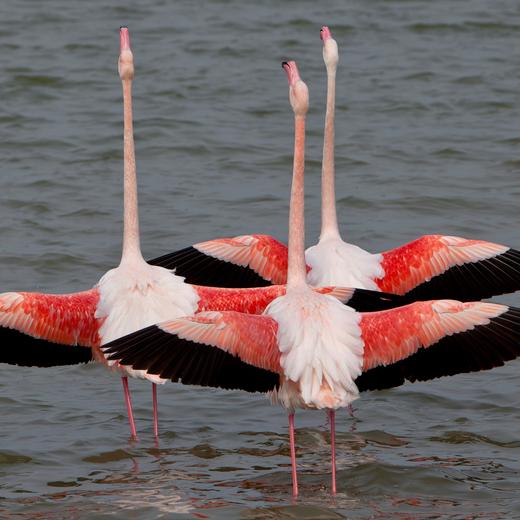 Flamingoes in courtship posture Camargue- -. Flamants roses en posture de parade nuptiale Camargue- -. (KEYSTONE/BIOSPHOTO/Michel Gunther)