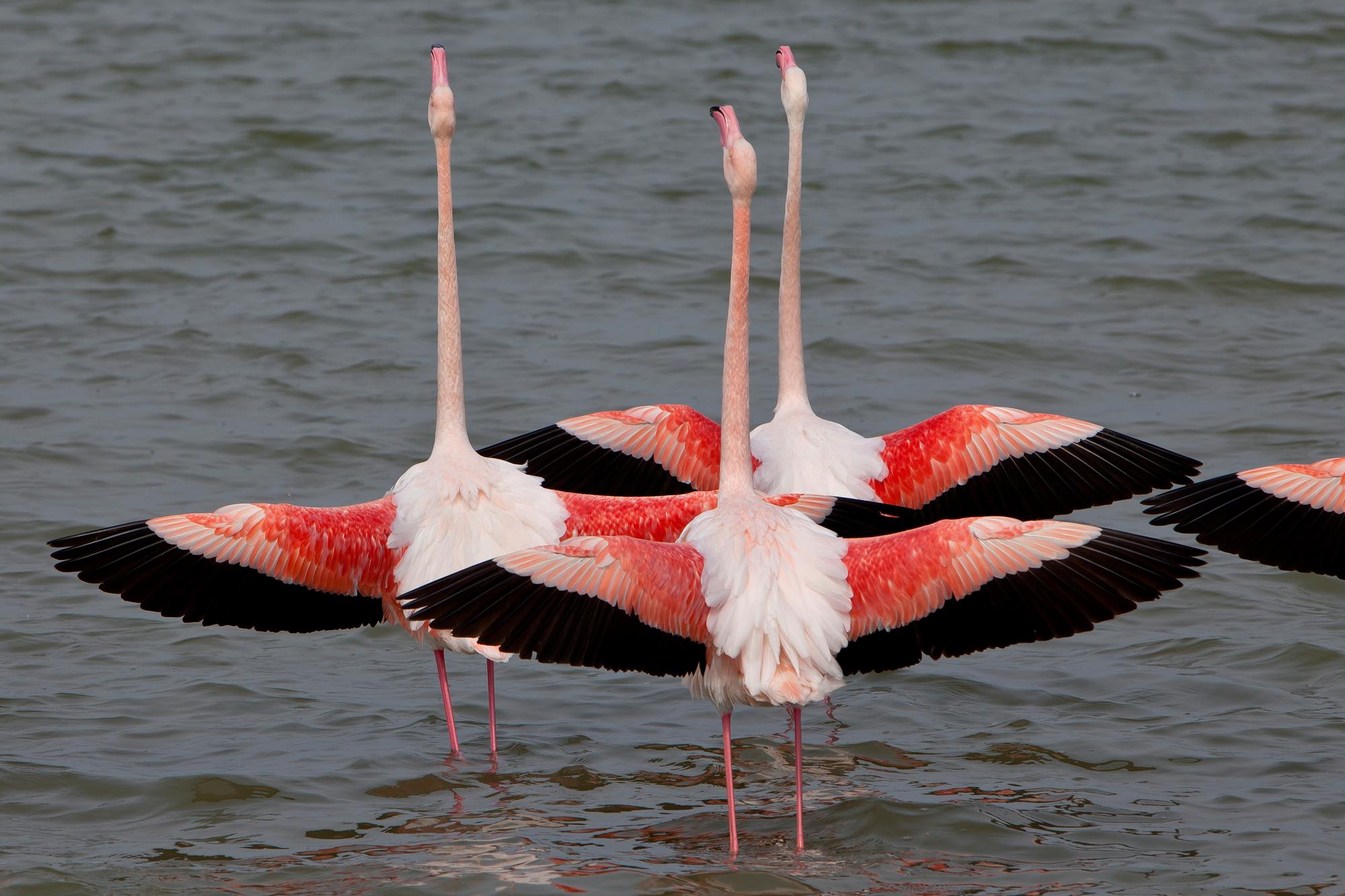 Flamingoes in courtship posture Camargue- -. Flamants roses en posture de parade nuptiale Camargue- -. (KEYSTONE/BIOSPHOTO/Michel Gunther)