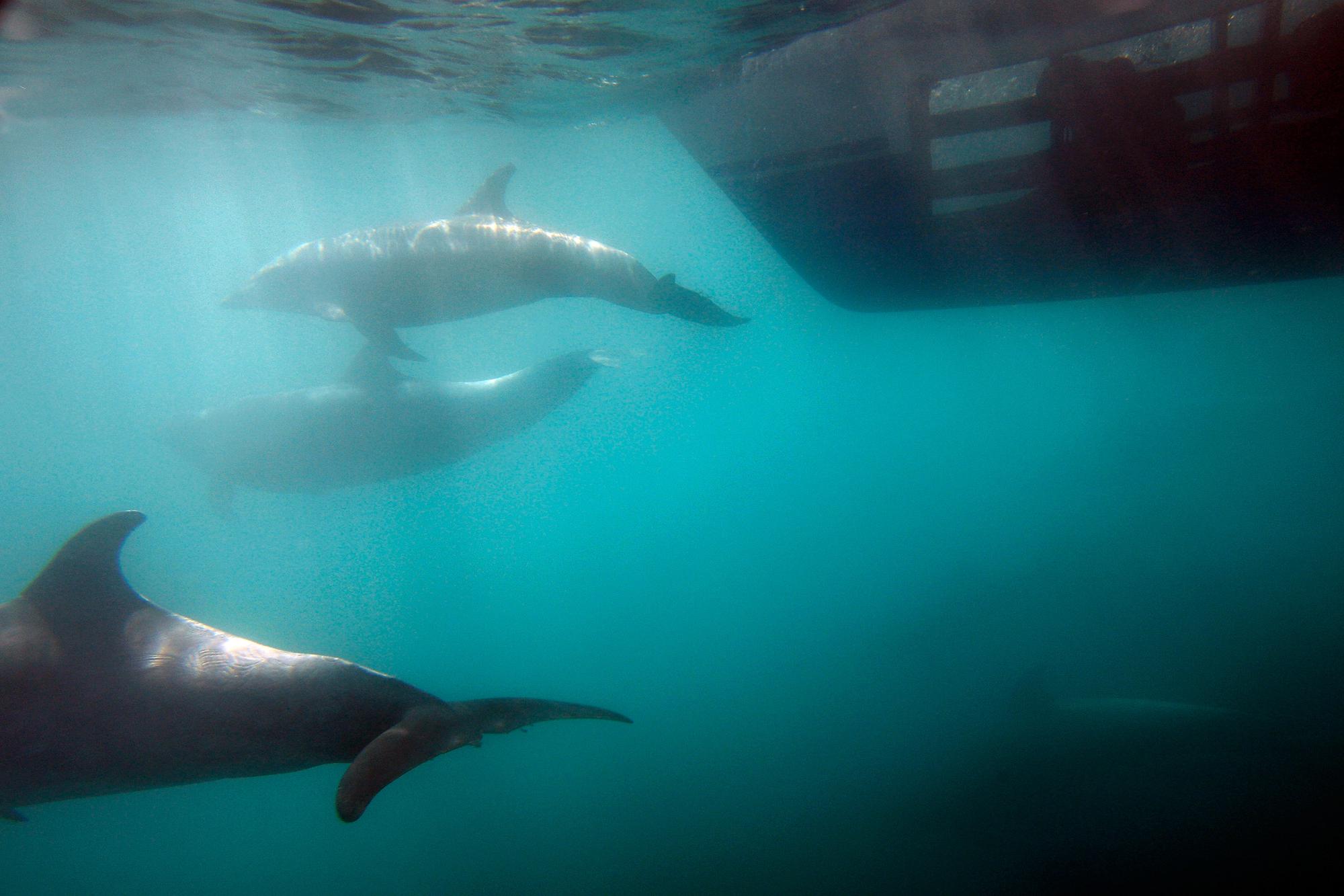 ABOARD THE MANUTE'A, CA - JANUARY 30: A person inside an underwater viewing pod in the hull of a catamaran watches bottlenose dolphins off the southern California coast on January 30, 2012 near Dana Point, California. A coalition that includes Native American tribes, Earthjustice and the Natural Resources Defense Council is on the National Marine Fisheries Service for more protection for dolphins, whales, and other migrating marine animals from the use of sonar in training by the US Navy on the West Coast. Environmental groups argue that mid-frequency sonar alters the behavior of sound-sensitive marine life and, in some cases, causes fatal results. Some whales are believed to communicate across hundreds of miles of ocean through sound. David McNew/Getty Images/AFP (Photo by DAVID MCNEW / GETTY IMAGES NORTH AMERICA / Getty Images via AFP)