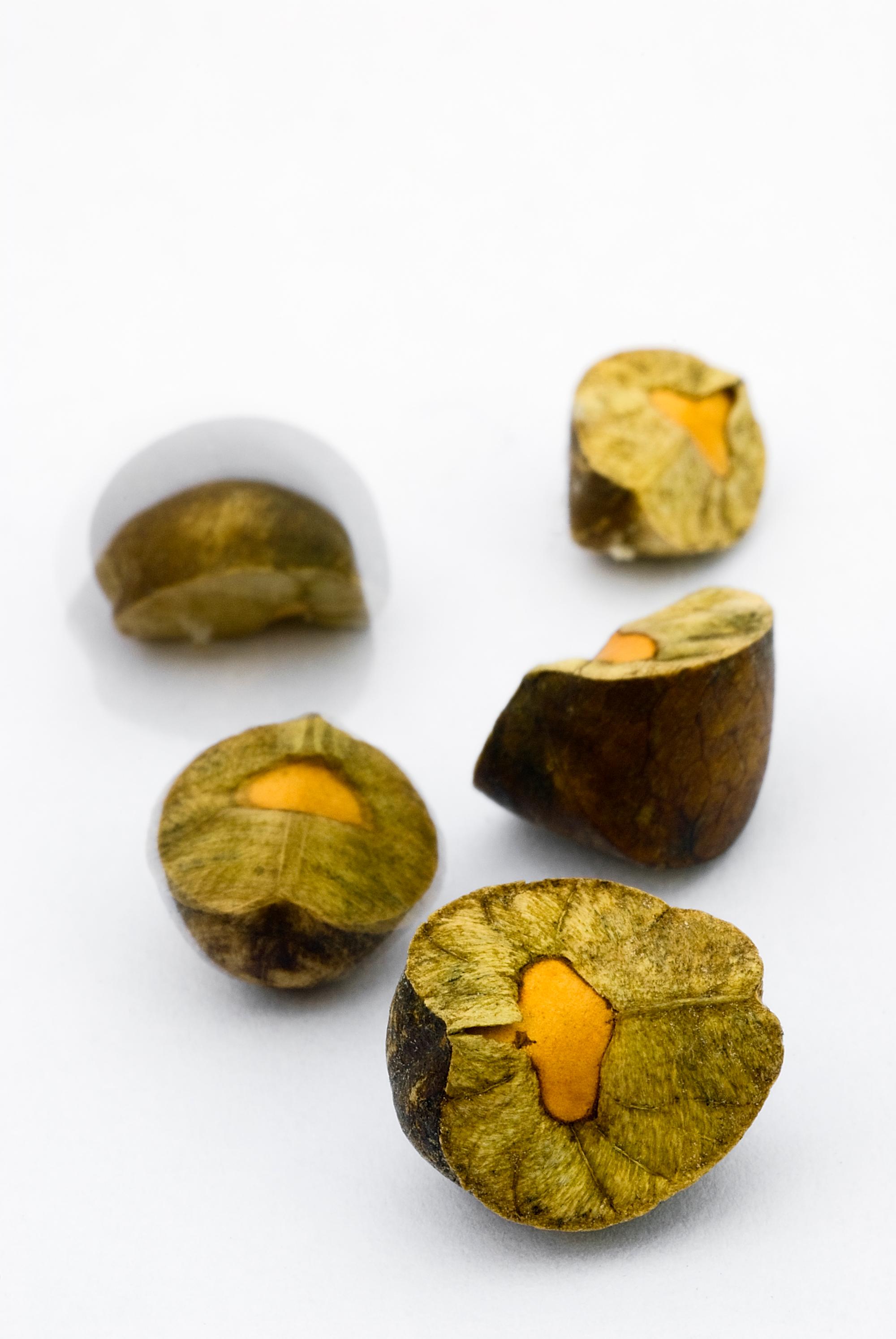 Mexican jumping beans. Sesbania pavoniana seeds invaded by larvae of a small moth (Cydia deshaisiana).