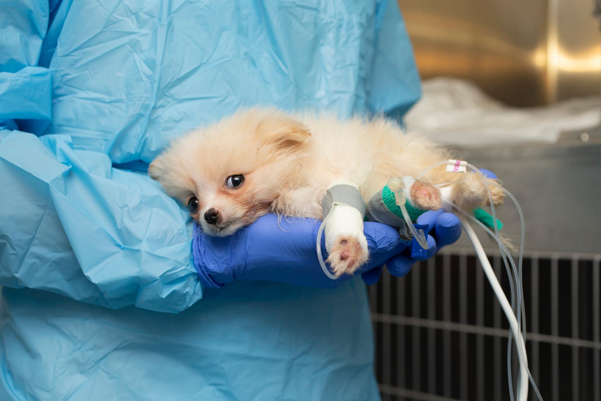 Zwergspitz mit Parvo