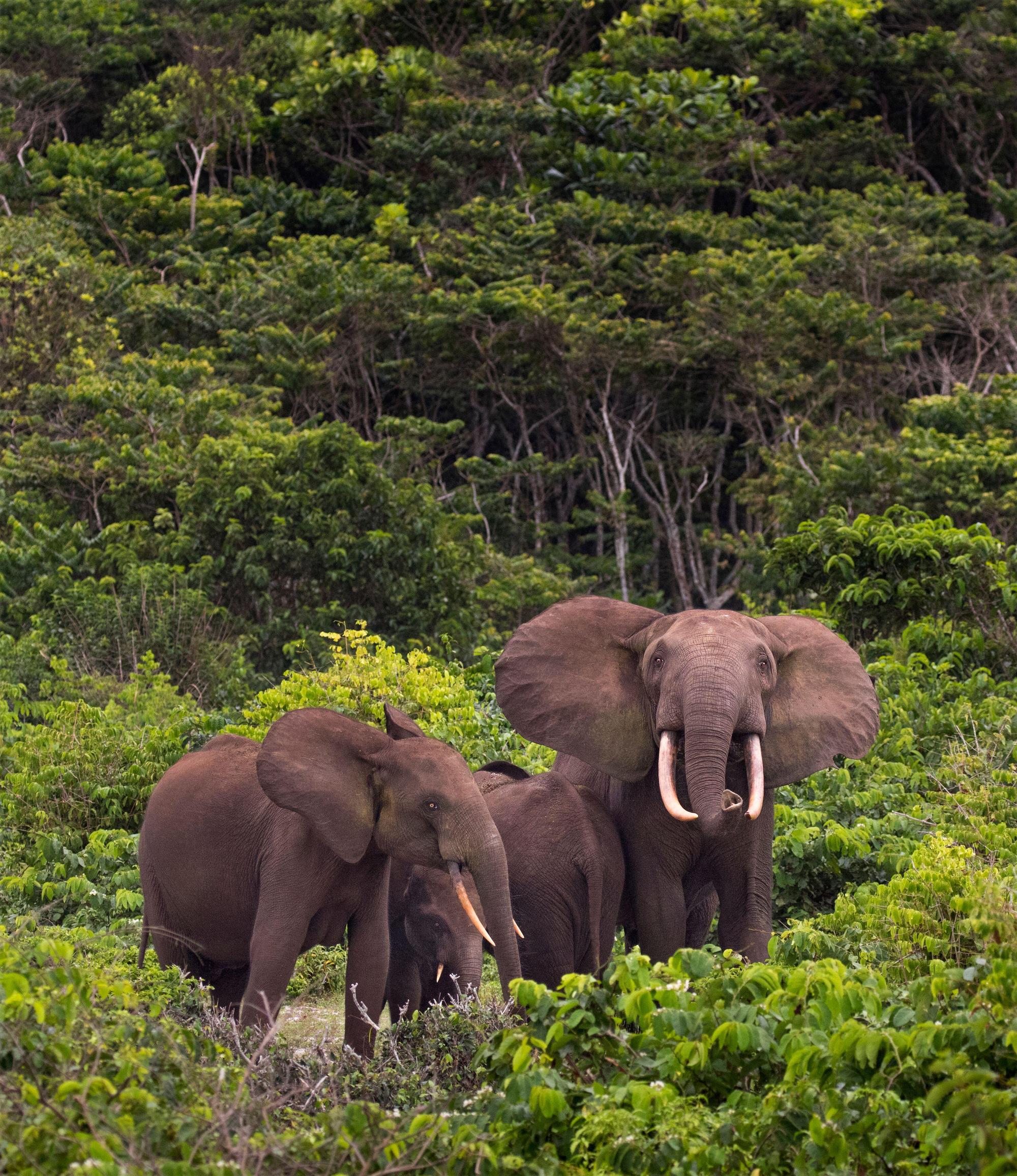 2E7KN9J African forest elephant (Loxodonta cyclotis), family in tight protective formation with young in centre, Loango National Park, Gabon.