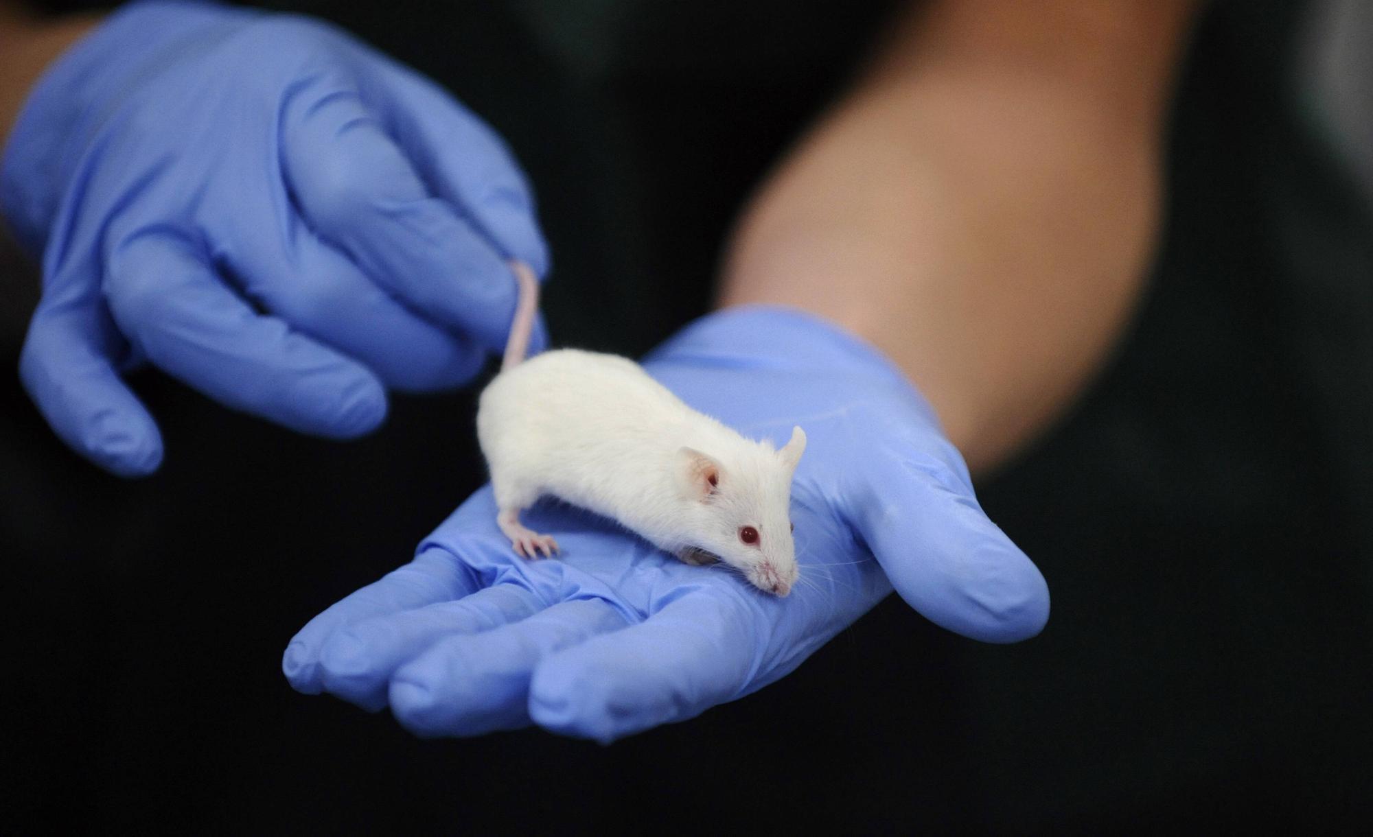 Bildnummer: 53805316 Datum: 18.02.2010 Copyright: imago/CTK Photo  Laboratory worker plays with mouse in IKEM experimental laboratory center, in Prague, February 18, 2010. This centre will be focused mainly on research on hypertension, kidney disease, cardiovascular system and transplantation medicine. (CTKxPhoto/RenexVolfik) PUBLICATIONxINxGERxSUIxAUTxONLY Medizin Wissenschaft Labor Tierversuche Maus weiß Labormaus Versuchstier Tiere kbdig xng 2010 quer Highlight Symbolfoto o0 Laborant, Arbeitswelten, Gesellschaft, Hand, Körperteile, Fotostory Bildnummer 53805316 Date 18 02 2010 Copyright Imago CTK Photo Laboratory Worker PLAYS With Mouse in IKEM Experimental Laboratory Center in Prague February 18 2010 This Centre will Be focused mainly ON Research ON hypertension Kidney Disease cardiovascular System and Transplantation Medicine CTKxPhoto RenexVolfik PUBLICATIONxINxGERxSUIxAUTxONLY Medicine Science Laboratory Animal experiments Mouse white Laboratory mouse Experimental animals Animals Kbdig xng 2010 horizontal Highlight Symbolic image o0 Laboratory world of work Society Hand Body parts Photo Story