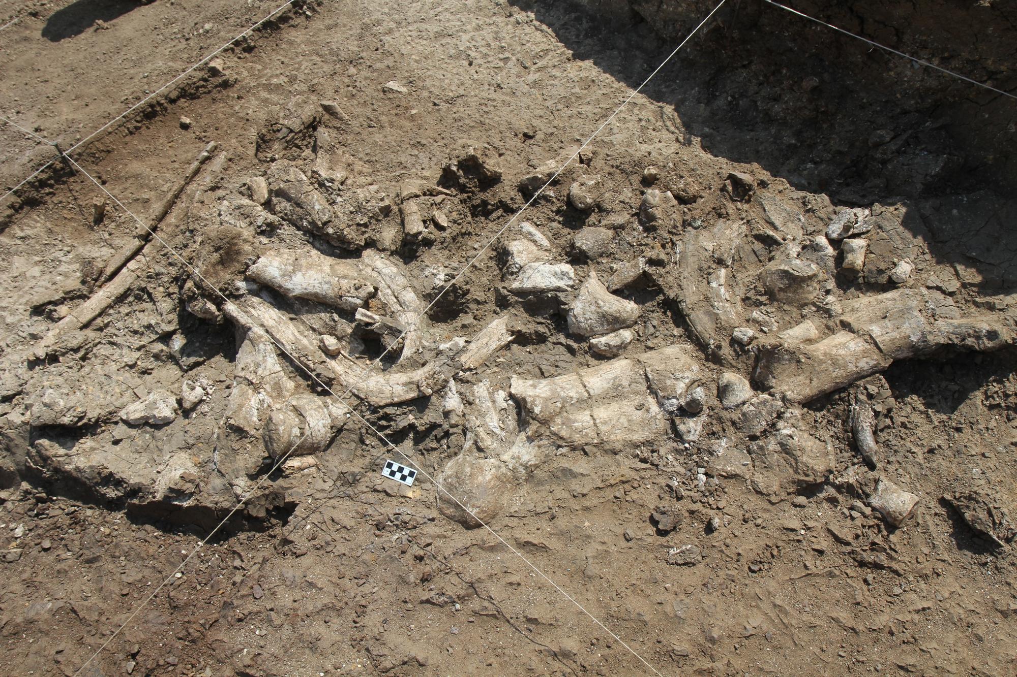 Fossil hippo skeleton and associated Oldowan artifacts at the Nyayanga site in July 2016.
