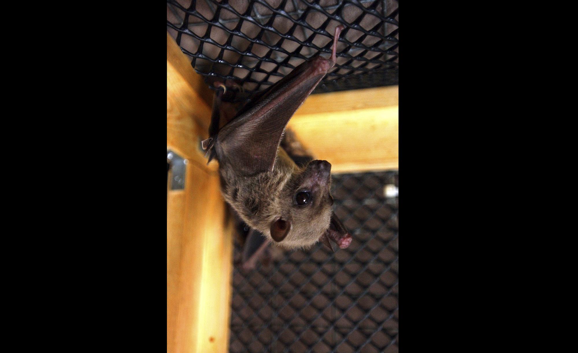 FILE - An Egyptian fruit bat hangs upside down in its cage at the home of Geraldine Griswold in Winsted, Conn, July 29, 2003. The World Health Organization said Equatorial Guinea has confirmed its first-ever outbreak of Marburg disease, saying the Ebola-related virus is responsible for at least nine deaths in the tiny Western African country. (AP Photo/Bob Child, File)