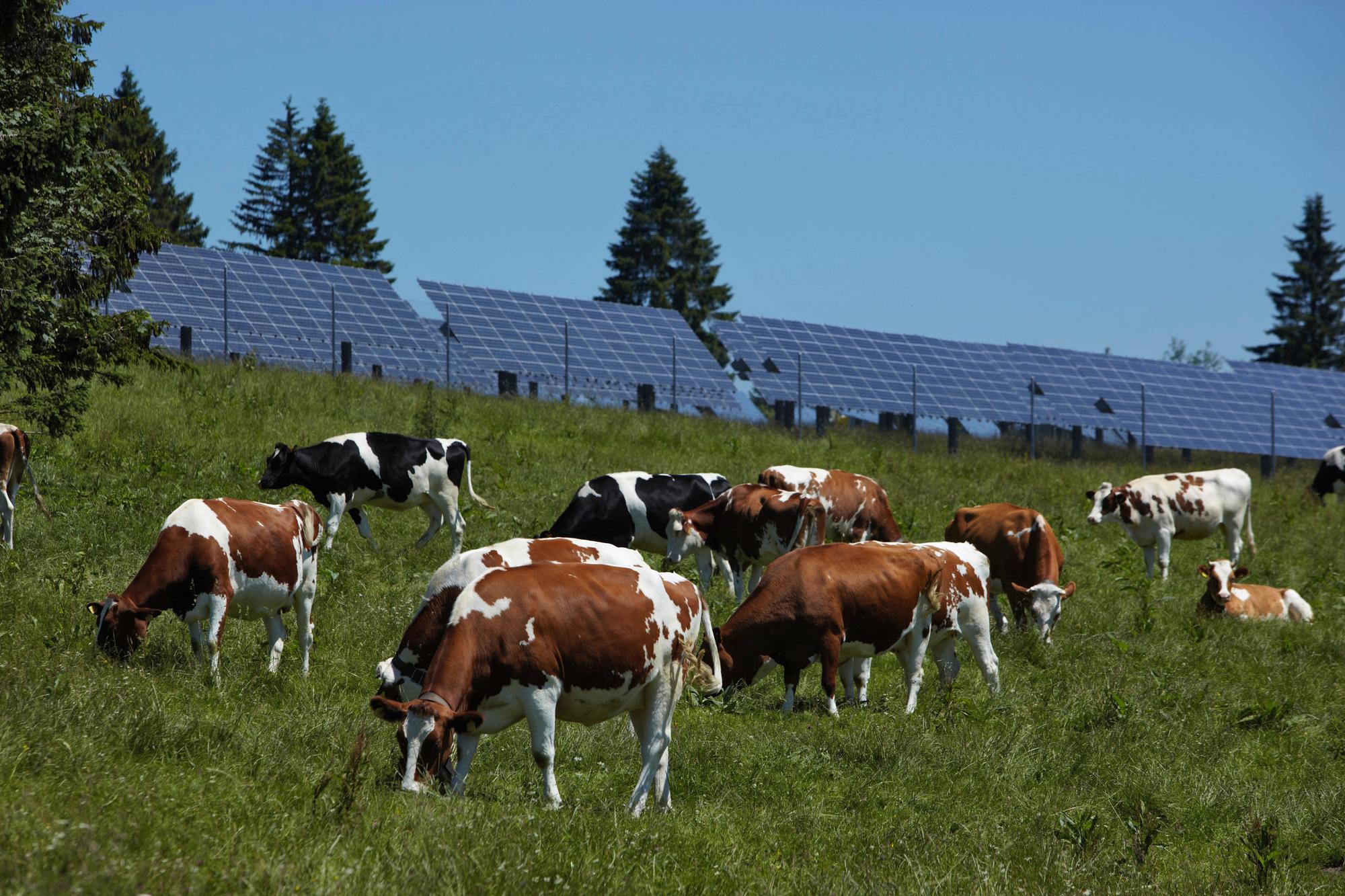 Land: Schweiz,  Kanton: Bern,  Ort: St. Imier (Saint Imier),  Legende: Sonnenkraftwerk auf dem Mont-Soleil (Montagne du Droit) bei St. Imier im Berner Jura. Das Fotovoltaik-Testzentrum auf dem Mont-Soleil ist die wichtigste Anlage dieser Art in der Schweiz. Im Testfeld der Anlage werden neuartige Zellen- und Konstruktionstechnologien aus aller Welt im Vergleich mit dem bestehenden Sonnenkraftwerk erprobt. Auf 20 000 m2, was einer Grösse von drei Fussballfeldern entspricht, wandeln Silizium-Solarzellen das Sonnenlicht direkt in elektrischen Strom um. Die Jahresproduktion von 500 000-600 000 kWh Strom entspricht dem Bedarf von etwa 200 Haushaltungen.  Datum: 09/07/2010. ----------NO PROPERTY RELEASE! NO MODEL RELEASE!-----------Gesellschaft Mont-Soleil Partnerunternehmen sind: BKW FMB Energie AG, Axpo Holding AG, Centralschweizerische Energie AG, AEW Energie AG, Energie Wasser Bern, ABB Schweiz AG, AEK Energie AG, Elektra Birseck Münchenstein (EBM), onyx Energie Mittelland.