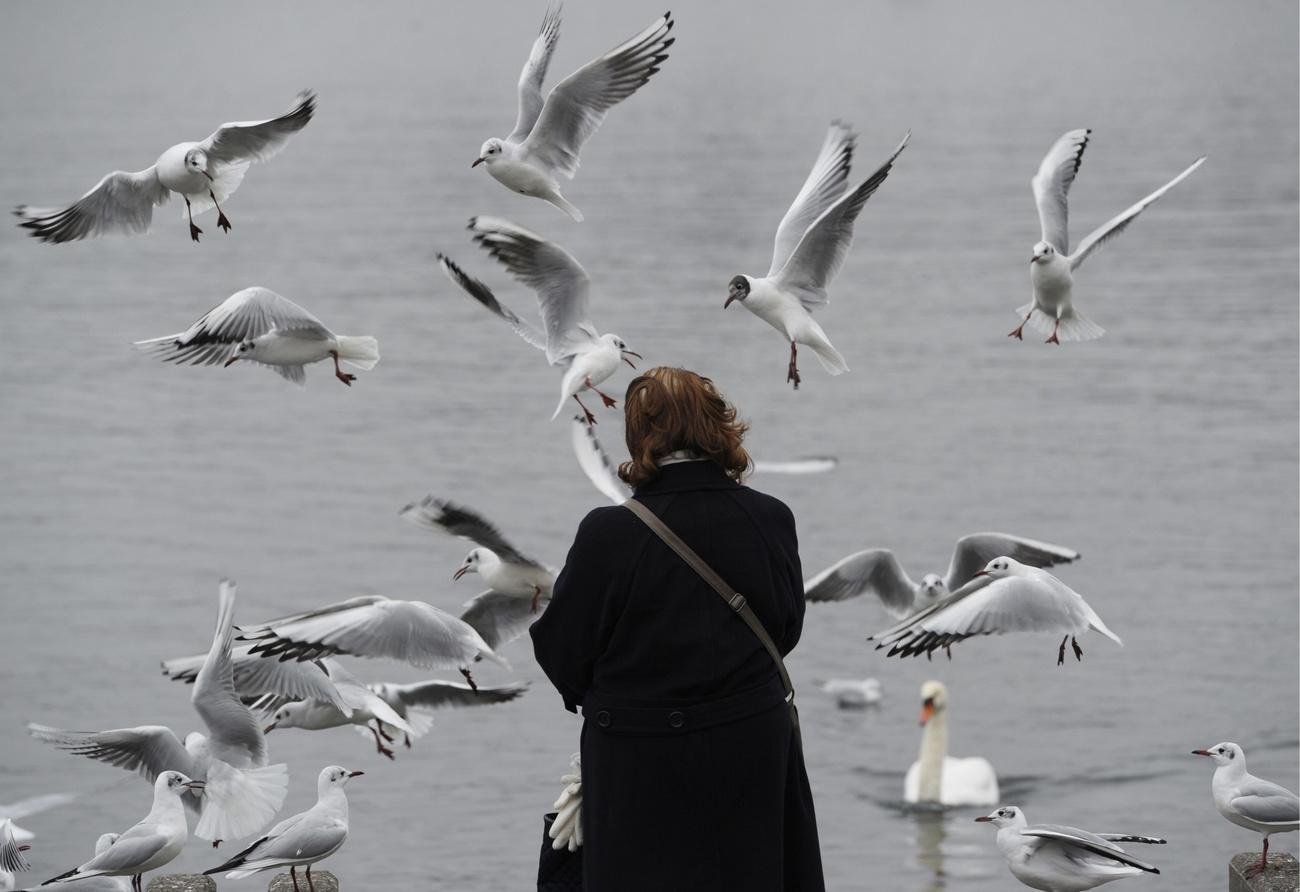 Eine Frau fuettert bei frostigen Temperaturen Moewen, am Montag, 31. Januar 2011, in Zuerich. (KEYSTONE/Steffen Schmidt)