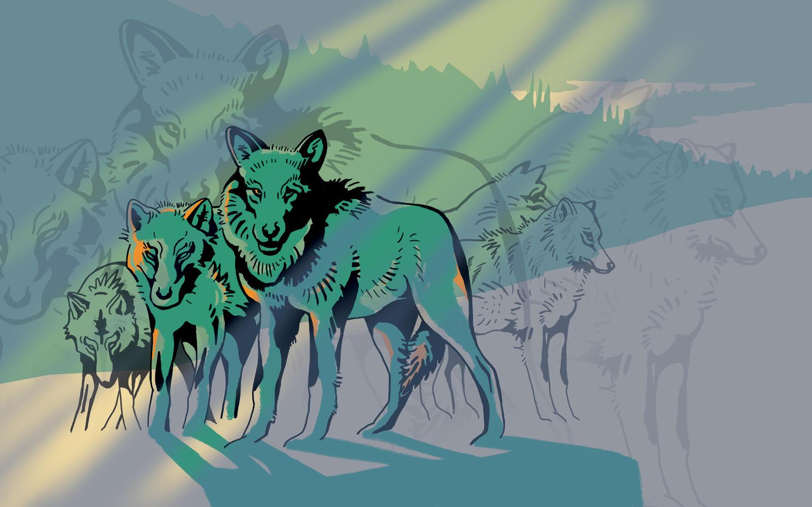 Illustration originale. Long format: le loup.