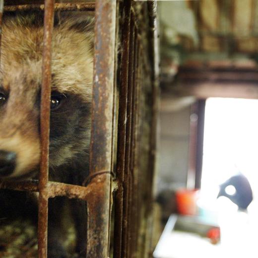 A raccoon dog destined for the dinner table looks out of its cage in Xin Yuan wild animal market in the southern Chinese city of Guangzhou, 06 January 2004. Following a confirmed SARS case in Guangzhou, the government has ordered that all masked palm civets, which are eaten here as a delicacy, be destroyed as a precaution against SARS after the virus was found in to be present in them but despite this all other 'exotic' animals are still being kept and slaughtered for food. AFP PHOTO/Peter PARKS (Photo by Peter PARKS / AFP)