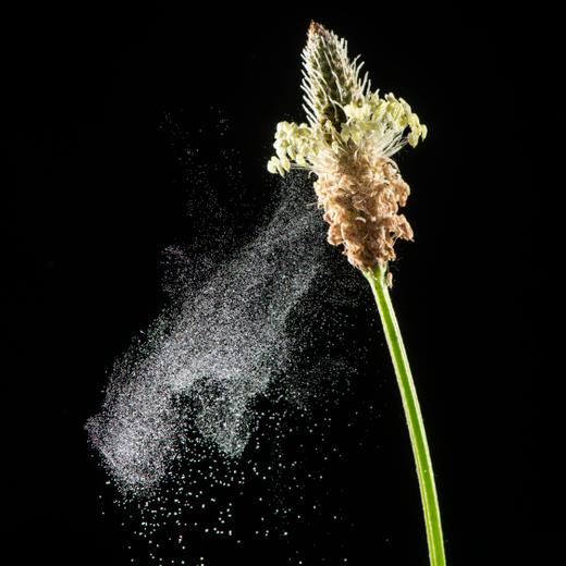 Ribwort plantain (Plantago lanceolata) dispersing pollen in breeze.