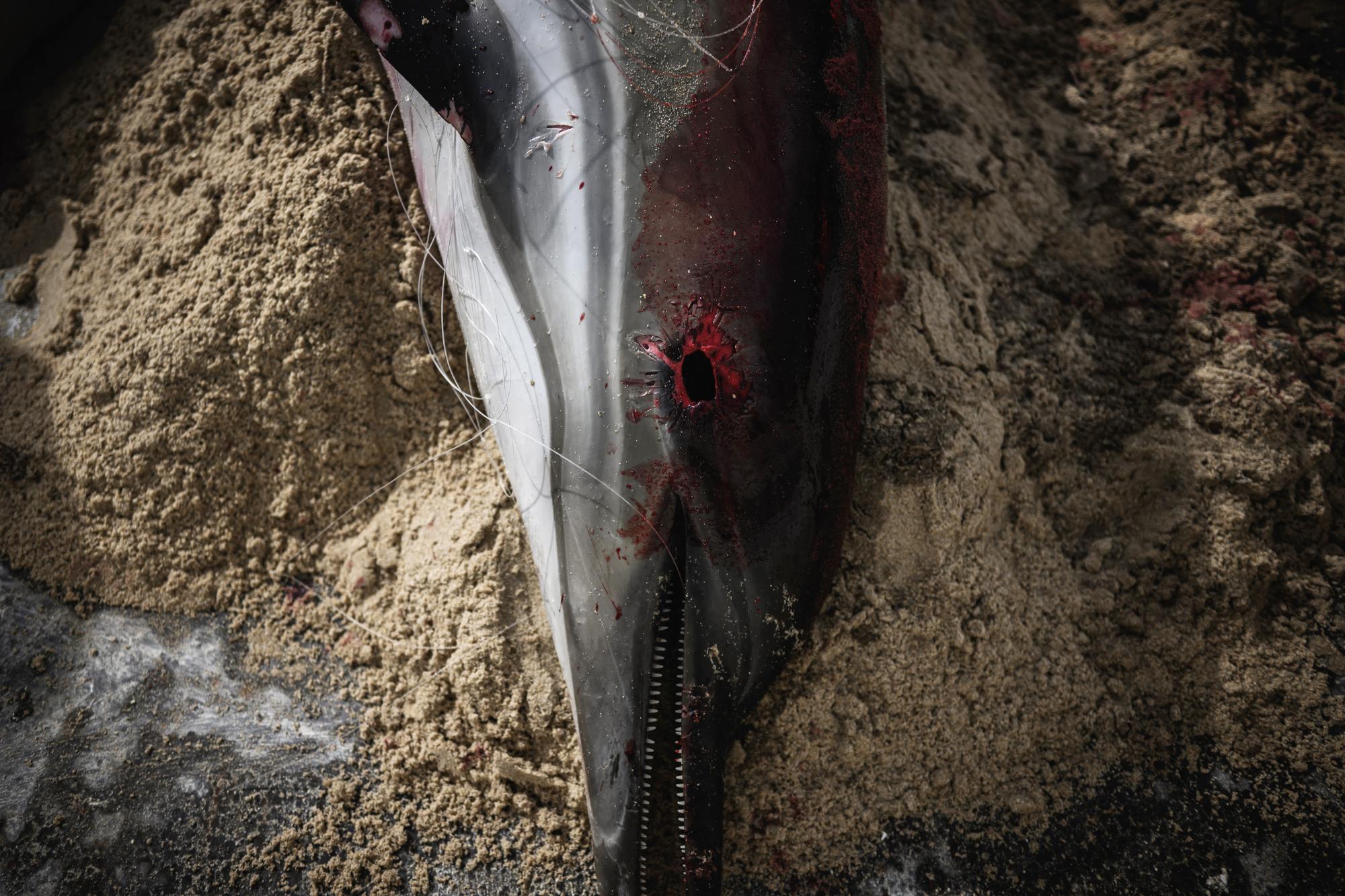 The carcass of a dolphin wrapped in a fishing net lays on the back of a truck after it was retrieved from the beach of Ars-en-Re, on Ile de Re, southwestern France, on March 13, 2023. - Dozens of dolphin carcasses have been found on the beaches of the French Atlantic coast since March 11, 2023, which environmental defense associations attribute to strong weather conditions and fishing pressures. (Photo by Philippe LOPEZ / AFP)