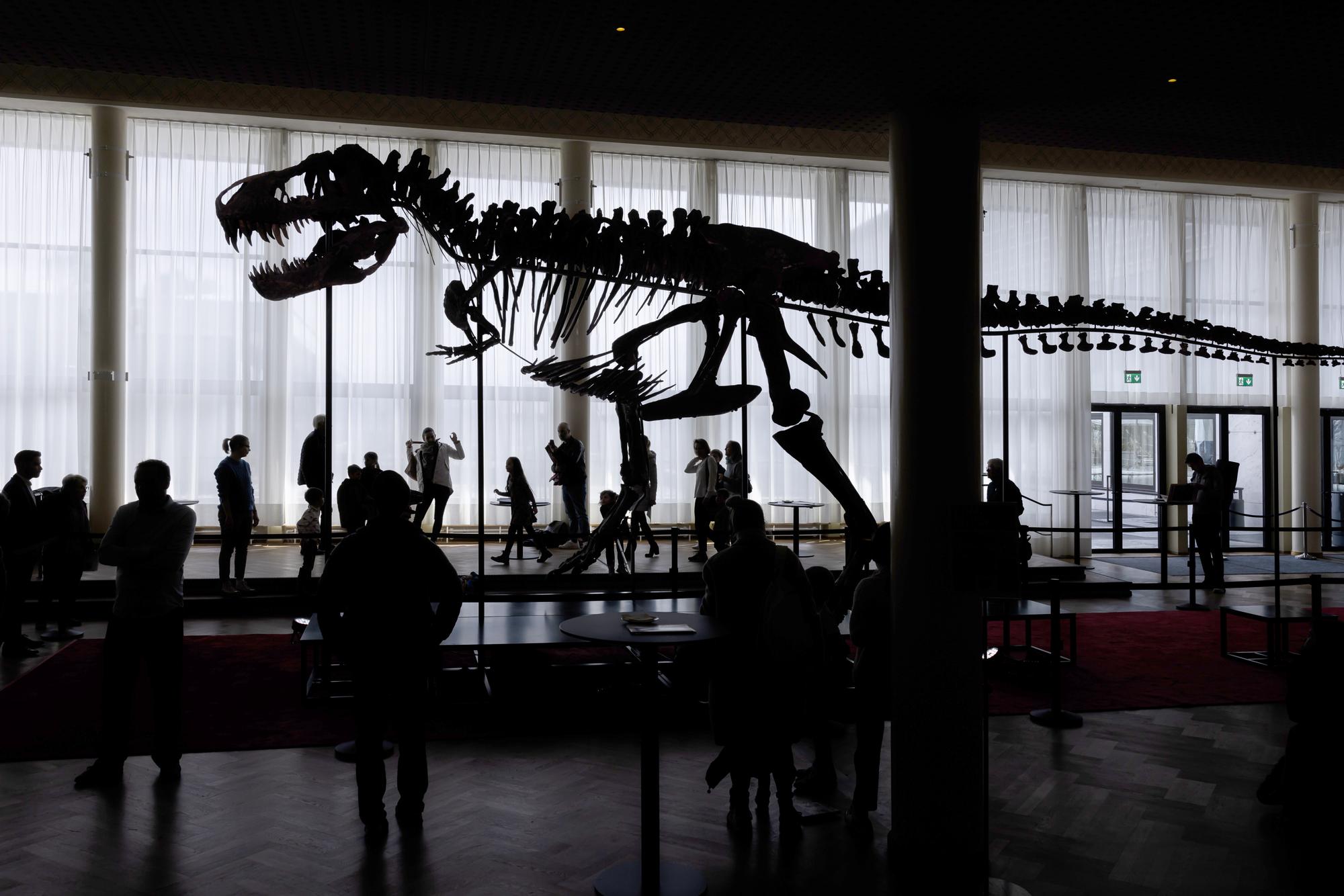 epa10548789 Visitors look at the skeleton of a Tyrannosaurus rex named Trinity, at the Tonhalle Zurich concert hall, in Zurich, Switzerland, 29 March 2023. The 11.6 meters long, 3.9 meters high, and 67 million-year-old T-Rex skeleton was assembled from three specimens excavated from 2008 to 2013 in the Hell Creek and Lance Creek formations in the US states of Montana and Wyoming. The Tyrannosaurus rex skeleton is to go on sale at an auction house in April 2023. EPA/MICHAEL BUHOLZER