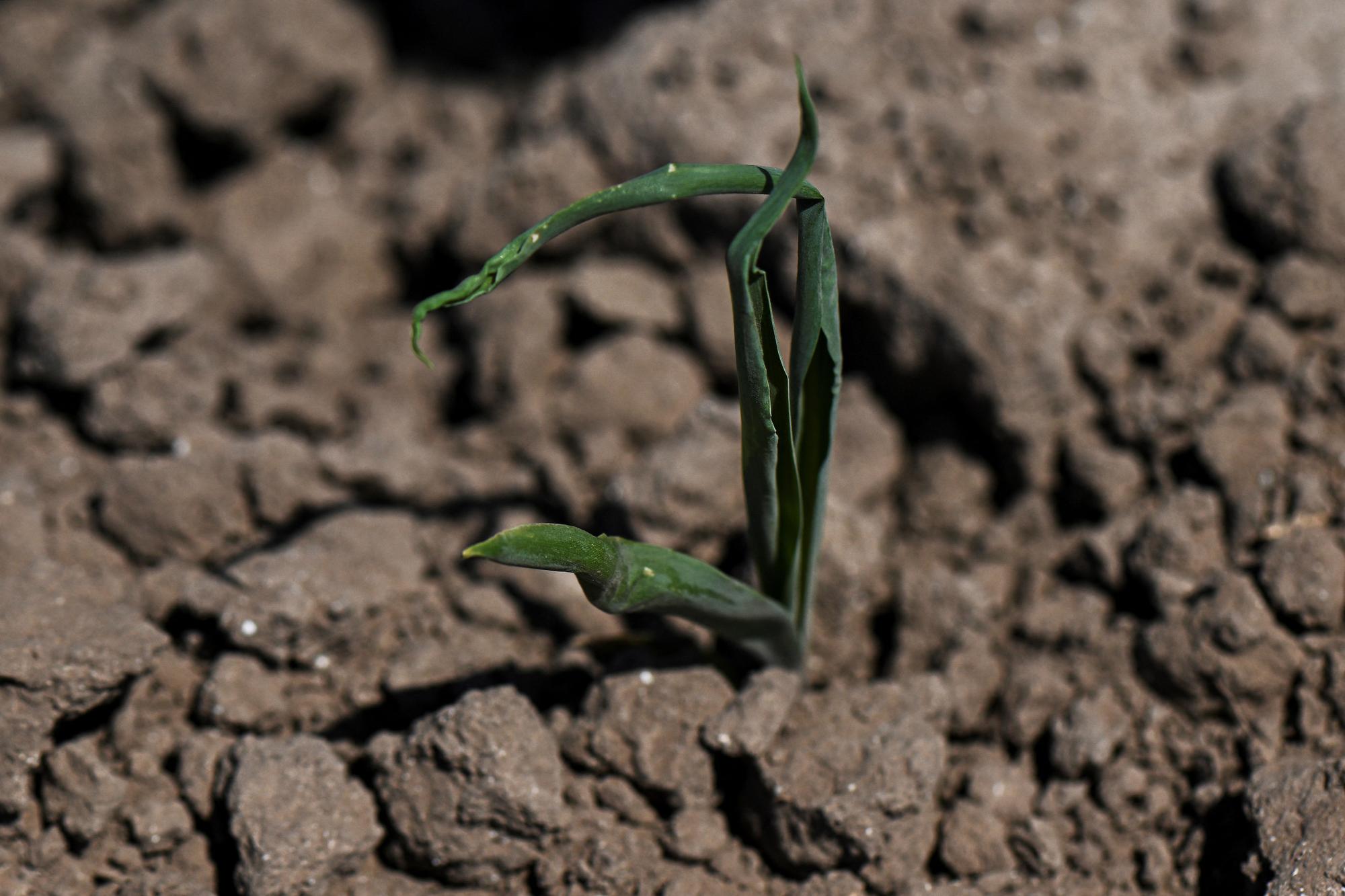A corn plant affected by the drought is seen in Arrecife, Buenos Aires province, Argentina on January 17, 2023. - Argentina lost half of the soybean crop in its main producing area, the rich humid pampas, due to the severe drought that is hitting the region, the Rosario Stock Exchange reported on Monday. (Photo by Luis ROBAYO / AFP)