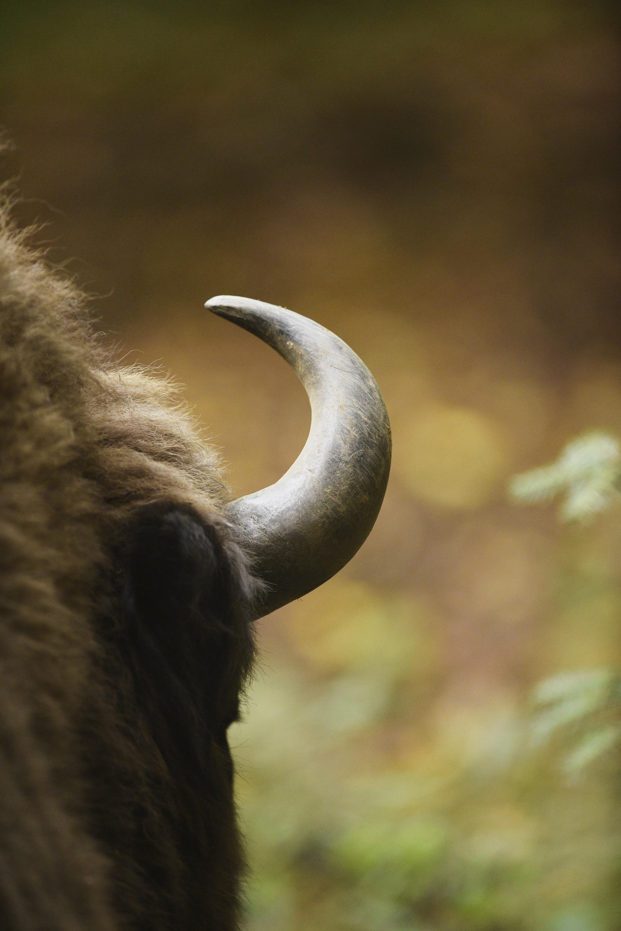 Wisent, Bison bonasus, Wiese, Detail, Horn, Bayerischer Wald