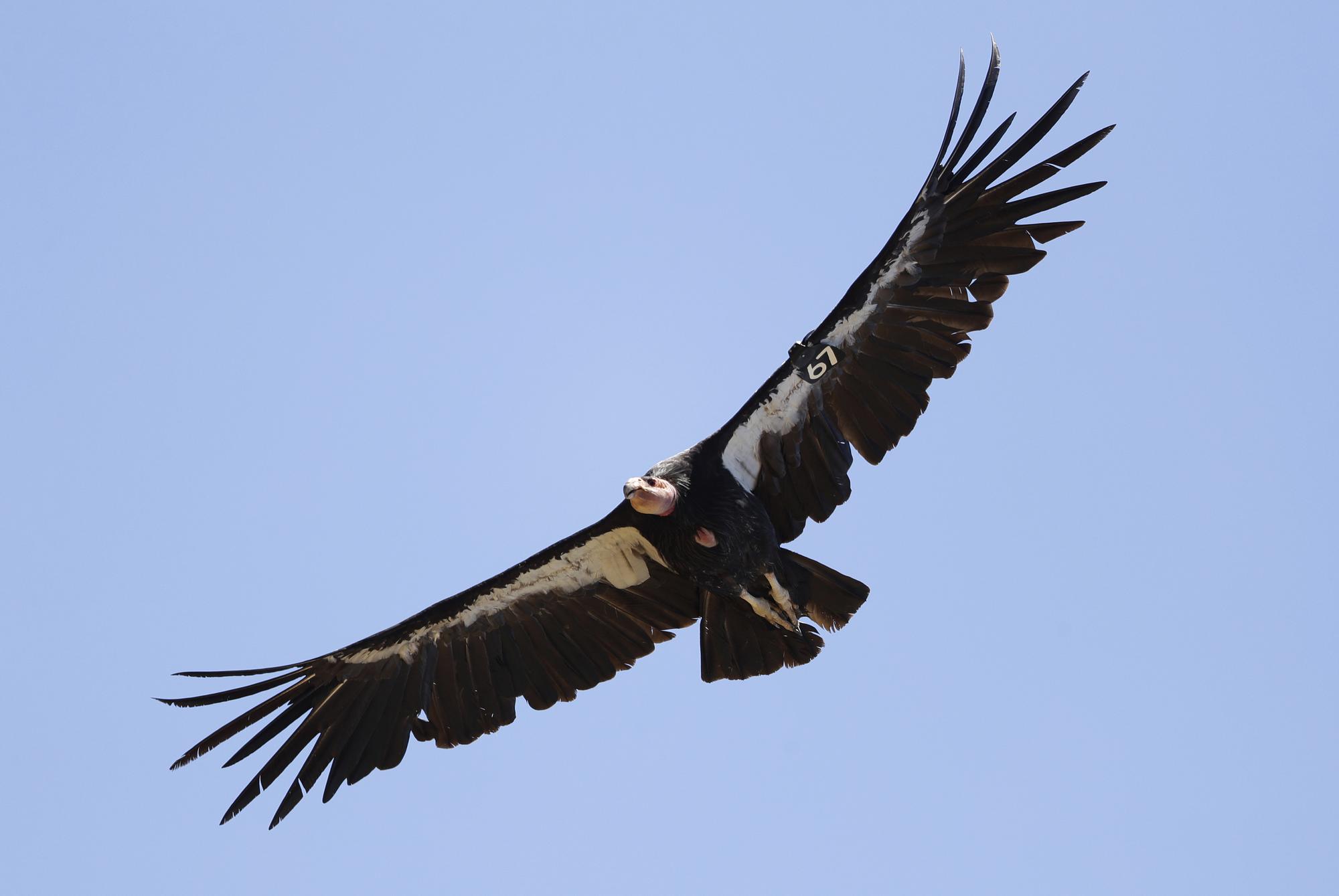 FILE - In this June 21, 2017, file photo, a California condor takes flight in the Ventana Wilderness east of Big Sur, Calif. Three California condors have died from avian flu in northern Arizona and authorities are trying to determine what killed five others in the flock. The National Park Service on Friday, April 7, 2023 said the birds that died last month tested positive for Highly Pathogenic Avian Influenza. (AP Photo/Marcio Jose Sanchez, File)  California condor