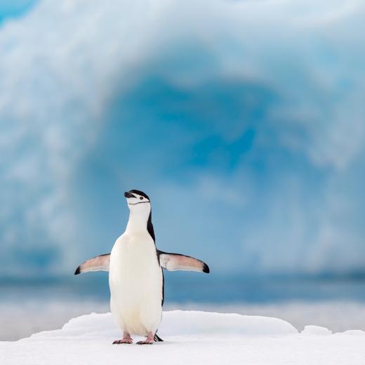 Chinstrap penguins breed mainly on the Antarctic Peninsula and on islands in the South Atlantic Ocean.