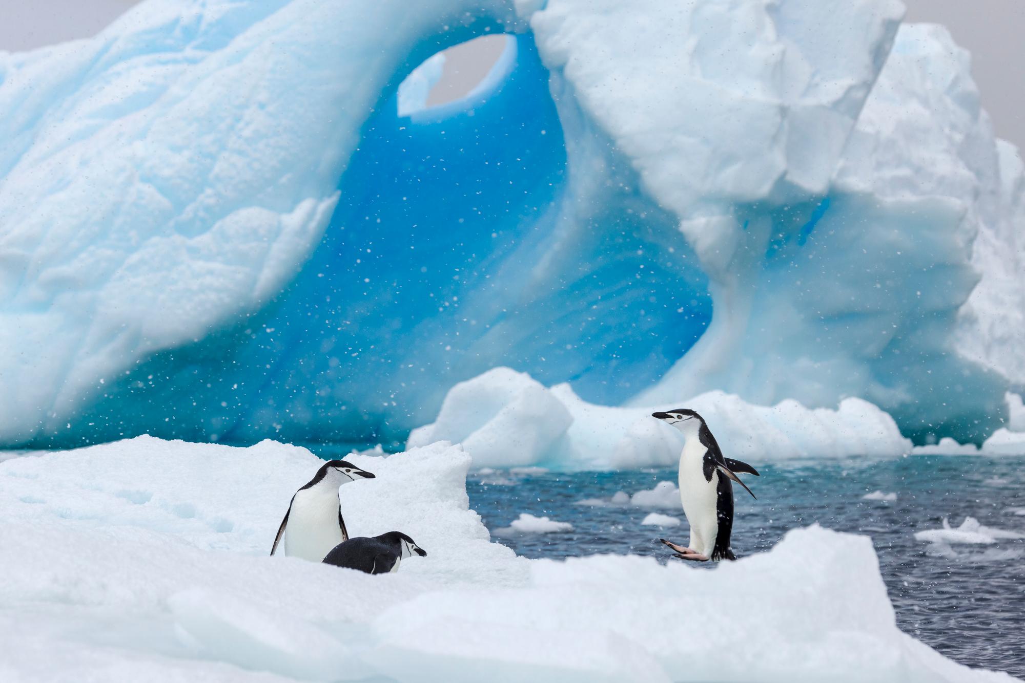 Chinstrap penguins breed mainly on the Antarctic Peninsula and on islands in the South Atlantic Ocean.