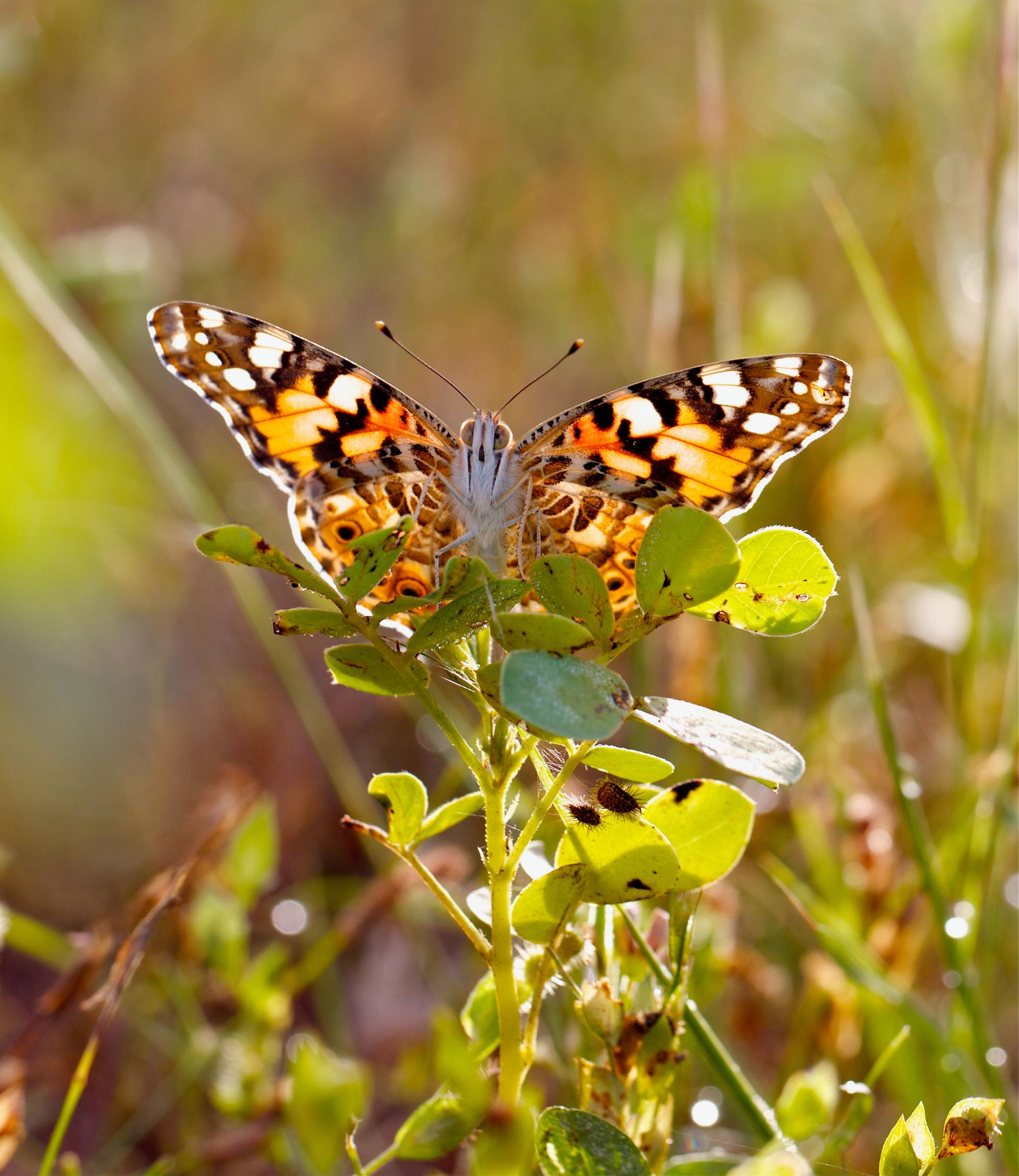A Vanessa cardui butterfly ready to start its flight.