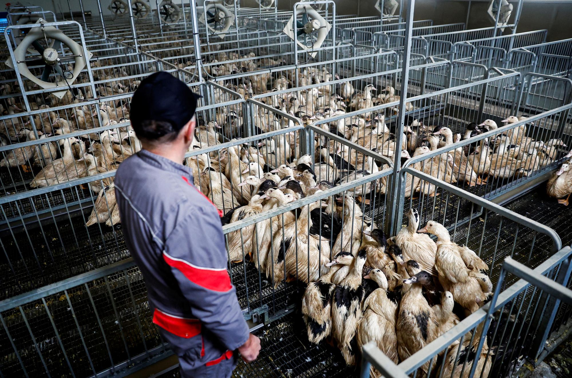 A French farmer looks at ducks in their enclosure at a poultry farm in Castelnau-Tursan, France, January 24, 2023. REUTERS/Stephane Mahe