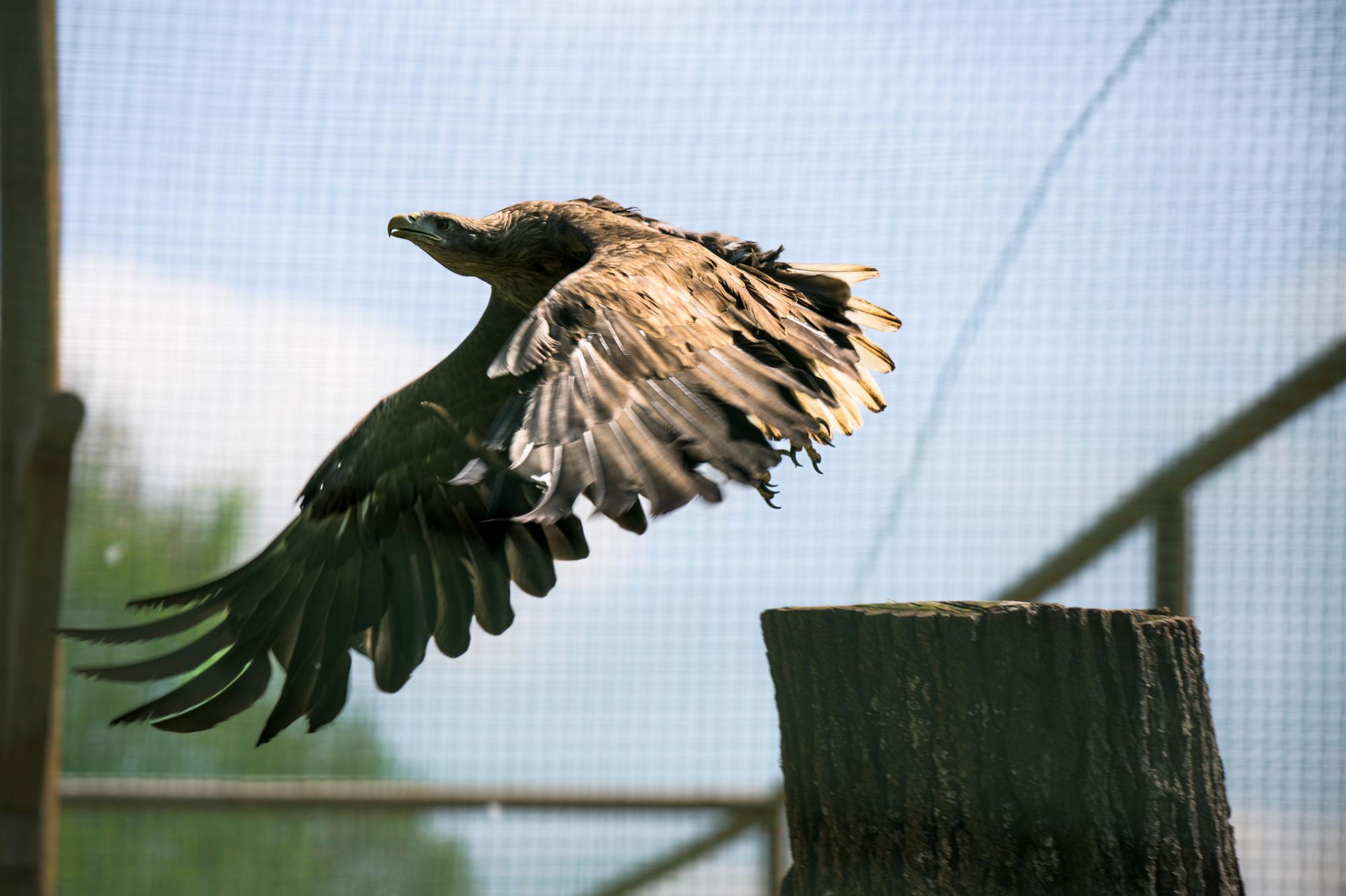 Des Pygargues à queue blanche sont réintroduits au bord du Léman. Sciez. Les Aigles du Léman. 18.4.2023