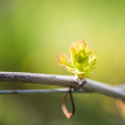 Série sur la passation de domaine viticole père-fille en Valais réalisé pour le journal le Temps.  Image d'illustration de vigne entre les coteaux de Sierre et le village de Miège. ©Louis Dasselborne