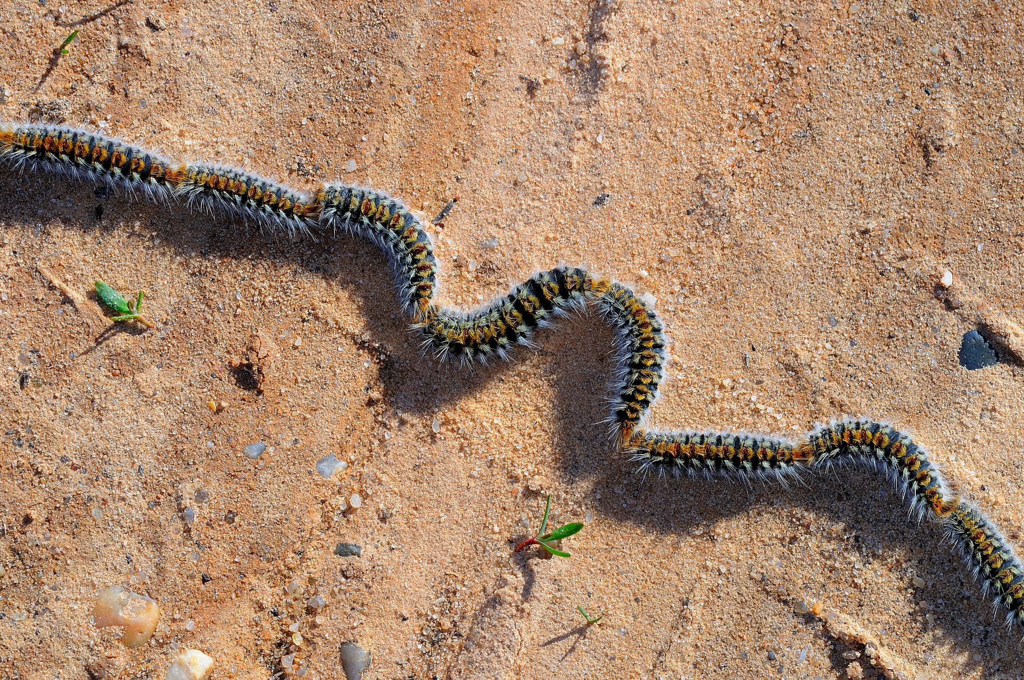 Pine Processionary (Thaumetopoea pityocampa) Caterpillar. Soria province. Castilla y LeÃ³n. Spain