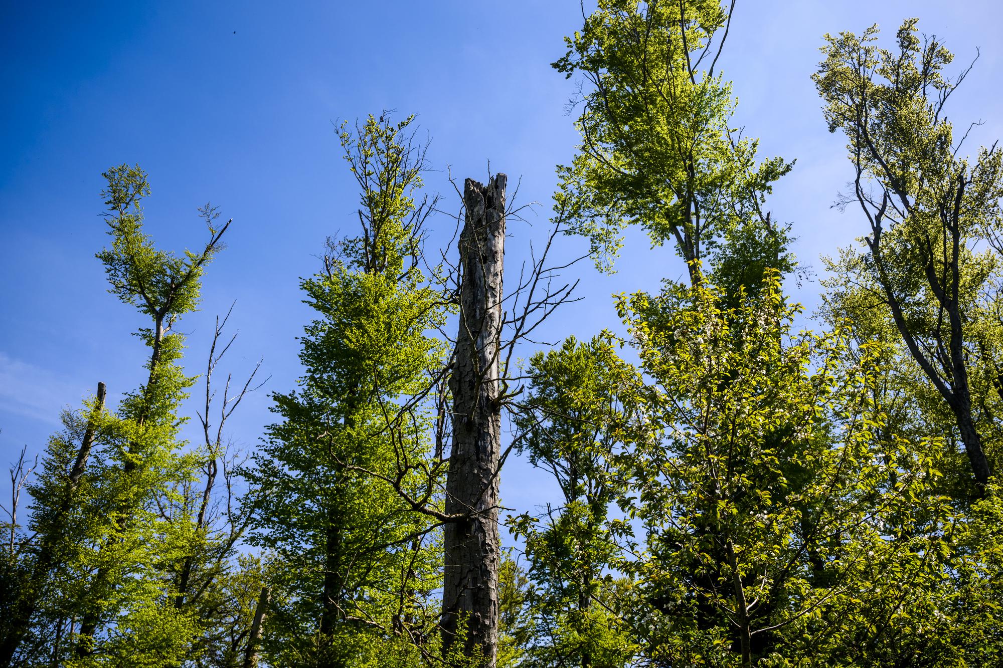 Un arbre victime du changement climatique, notamment de la secheresse et du manque d'eau est photographie dans une foret jurassienne, particulierement touchee par les effets du rechauffement climatique lors d'une conference presse commune du canton du Jura, de la Conference pour la foret, la faune et le paysage (CFP) et de l'Office federal de l'environnement (OFEV) le jeudi 4 mai 2023 a Coeuve. (KEYSTONE/Jean-Christophe Bott)