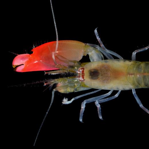 This photograph received from the Federal University of Goias on April 12, 2017, shows the newly-discovered bright pink-clawed pistol shrimp which has been named as 'Synalpheus pinkfloydi' in the scientific description of the species. A newly-discovered shrimp species with a bright pink claw and the ability to produce one of the loudest sounds in the ocean has been named after legendary British band Pink Floyd, zoologists revealed on April 12, 2017. (Photo by Arthur Anker / Federal University of Goias / AFP) / RESTRICTED TO EDITORIAL USE - MANDATORY CREDIT "AFP PHOTO / FEDERAL UNIVERSITY OF GOIAS / ARTHUR ANKER" - NO MARKETING NO ADVERTISING CAMPAIGNS - DISTRIBUTED AS A SERVICE TO CLIENTS
