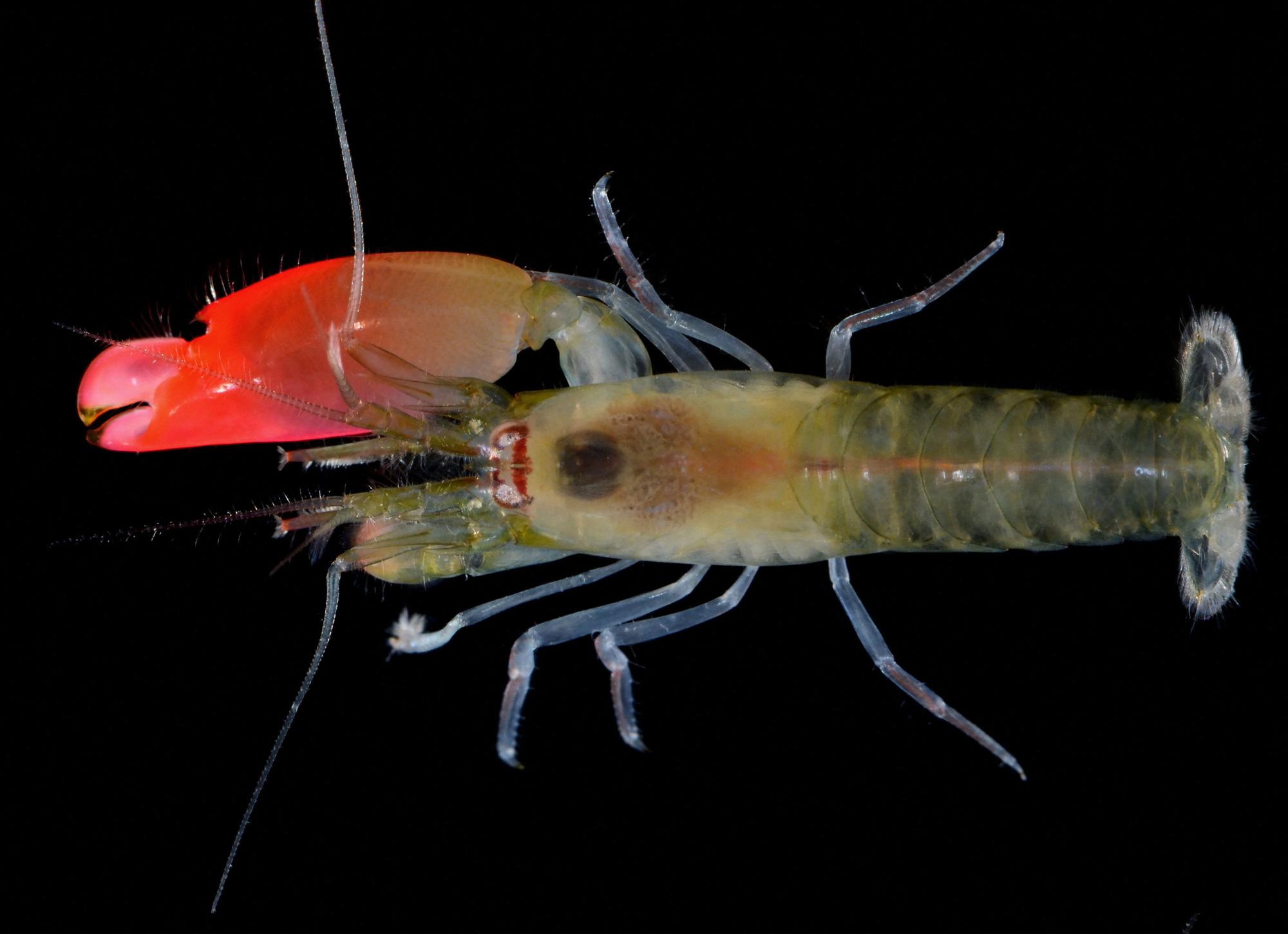 This photograph received from the Federal University of Goias on April 12, 2017, shows the newly-discovered bright pink-clawed pistol shrimp which has been named as 'Synalpheus pinkfloydi' in the scientific description of the species. A newly-discovered shrimp species with a bright pink claw and the ability to produce one of the loudest sounds in the ocean has been named after legendary British band Pink Floyd, zoologists revealed on April 12, 2017. (Photo by Arthur Anker / Federal University of Goias / AFP) / RESTRICTED TO EDITORIAL USE - MANDATORY CREDIT "AFP PHOTO / FEDERAL UNIVERSITY OF GOIAS / ARTHUR ANKER" - NO MARKETING NO ADVERTISING CAMPAIGNS - DISTRIBUTED AS A SERVICE TO CLIENTS