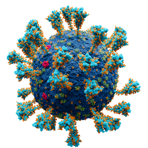 Modèle atomique de la structure externe du SARS-CoV-2, coronavirus à l'origine du COVID-19. Les sucres attachés aux protéines virales apparaissent en orange