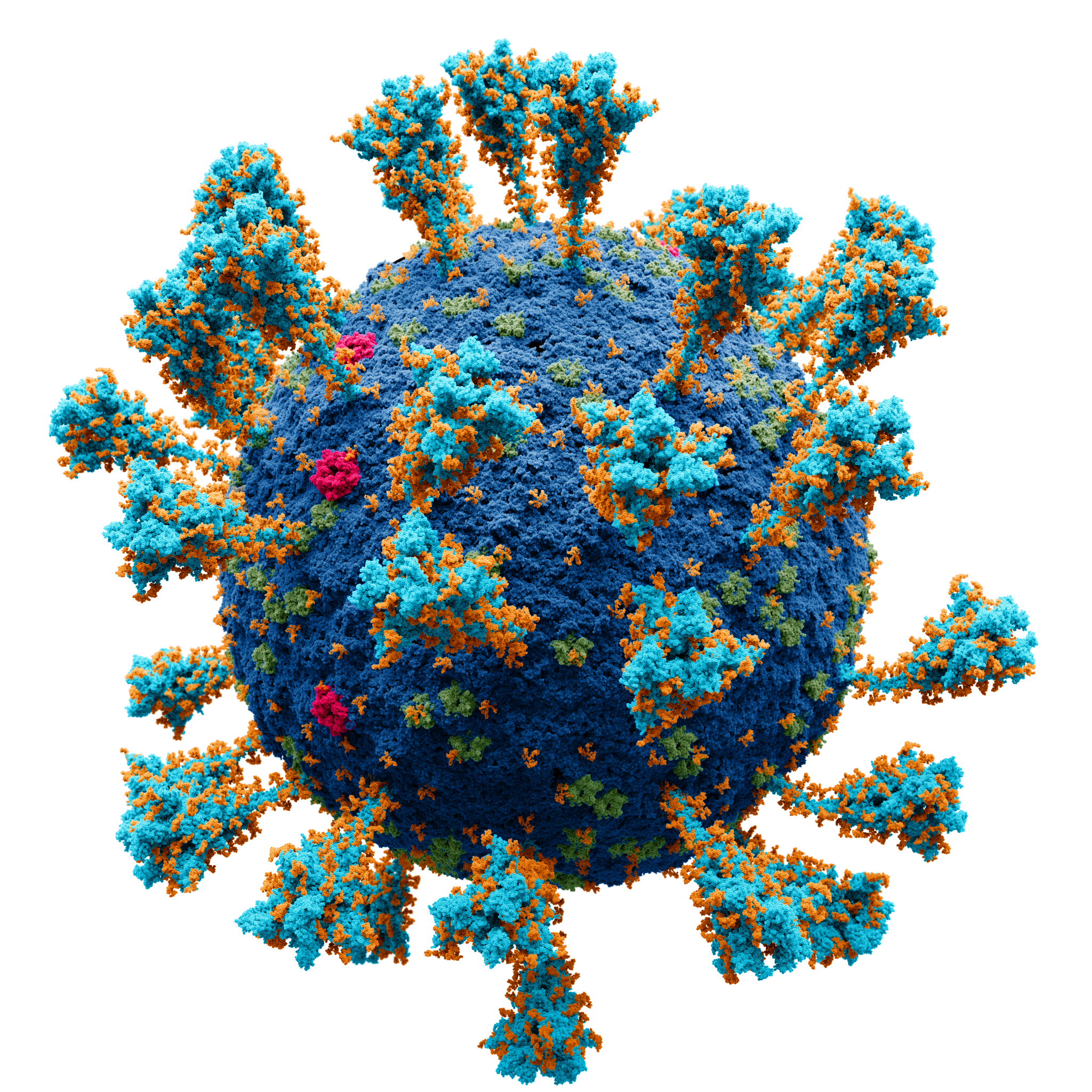 Modèle atomique de la structure externe du SARS-CoV-2, coronavirus à l'origine du COVID-19. Les sucres attachés aux protéines virales apparaissent en orange