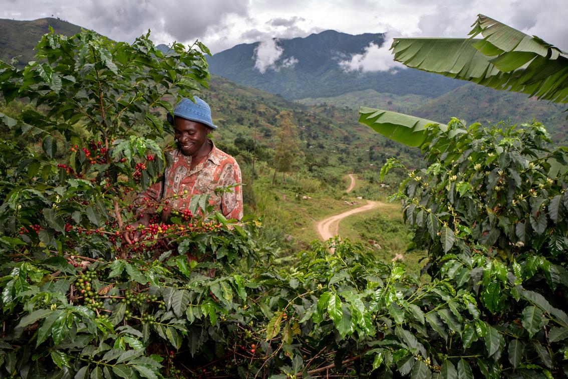 Joseph Kirimbwa, un fermier de 33 ans, membre du programme de commerce équitable AAA mis en place par Nespresso pour améliorer le rendement et la qualité du café produit dans la région du Rwenzori, à l'ouest de l'Ouganda, récolte des cerises de café dans sa plantation située à Mbata, un petit village situé au nord du Rwenzori, le 28 mars 2019. / Joseph Kirimbwa, a 33 years old farmer member of the Nespresso Fair Trade AAA program to improve the yield and quality of coffee produced in the Rwenzori region of western Uganda, is harvesting coffee cherries in his coffee plantation in Mbata, a small village north of Rwenzori on March 28th, 2019.