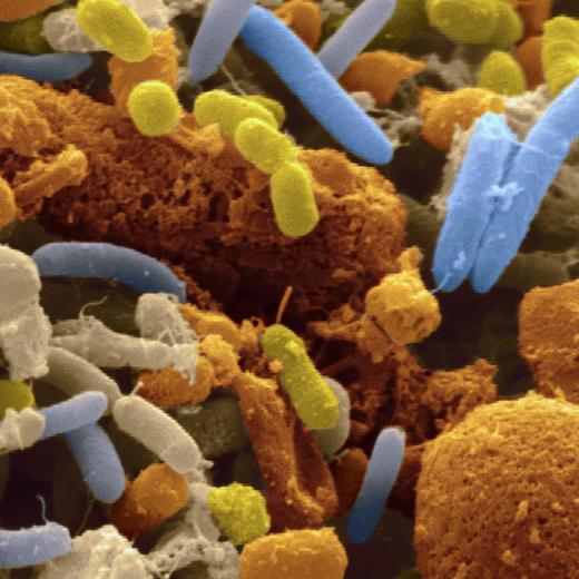 Le microbiote intestinale contiendrait environ 2 milliards de bactéries, soit autant qu'il y a de cellules humaines dans le corps