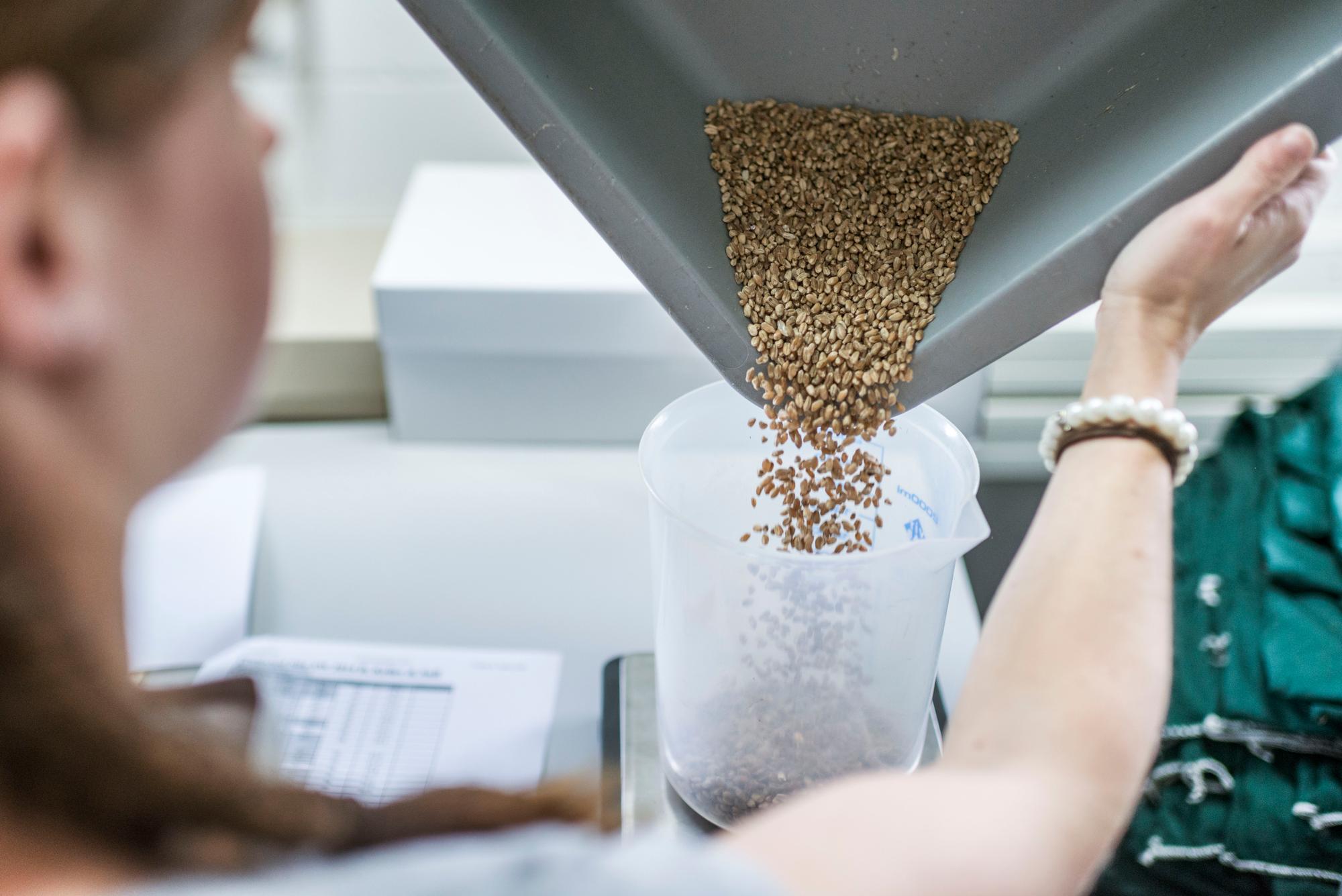 Du blé génétiquement cultivé au centre de recherche d'Agroscope à Reckenholz-Taenikon, dans le canton de Zurich. La culture d'OGM à fins de recherche scientifique n'est pas interdite par le moratoire.