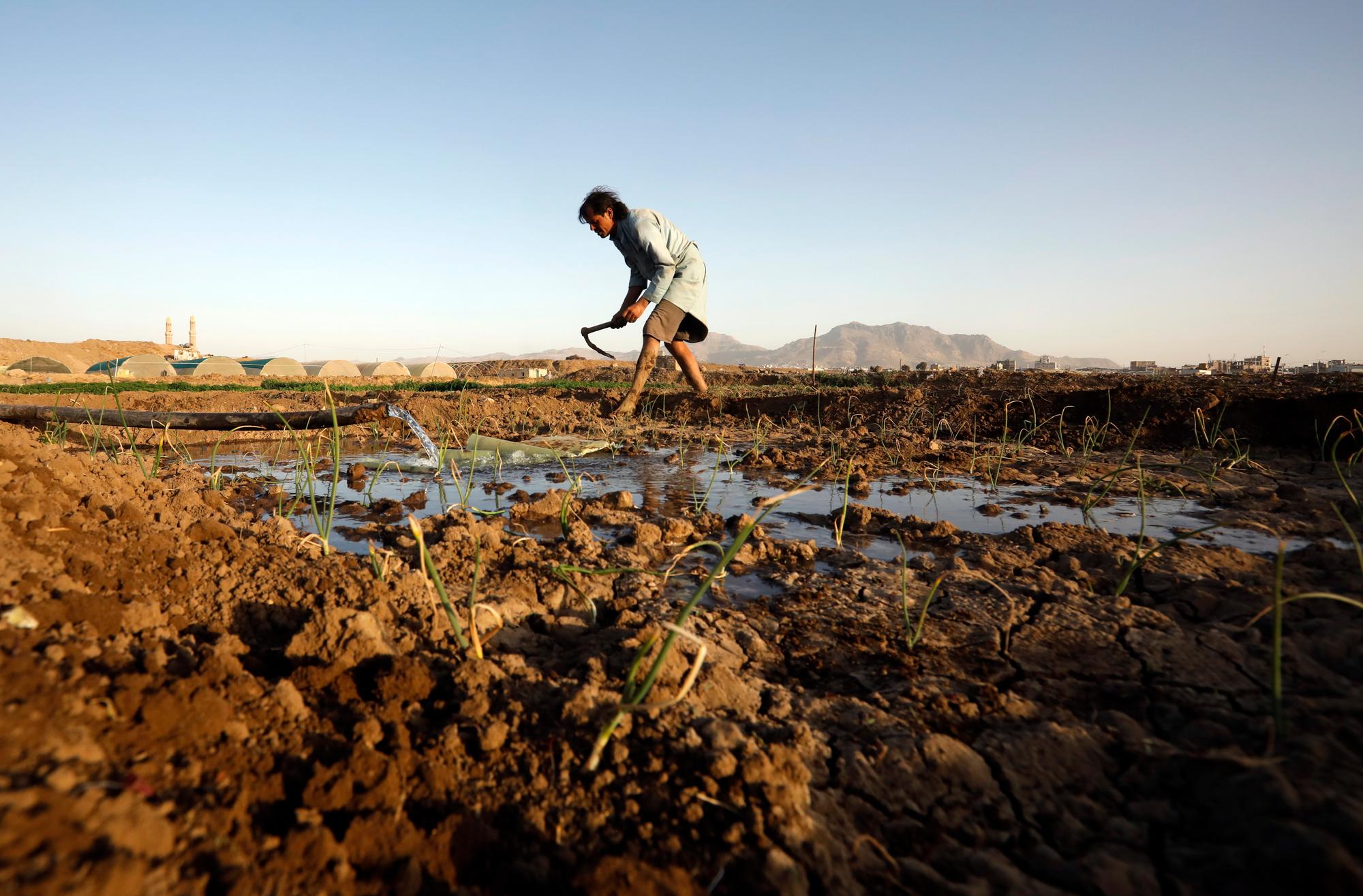 epa09057620 A Yemeni farmer works at a field in Sana'a, Yemen, 06 March 2021. The UN Food and Agriculture Organization (FAO) has appealed for urgent aid to fight the humanitarian crisis in Yemen, seeking 90 million US dollars- funds that could assist 6.3 million people, including the rehabilitation of water systems and agricultural infrastructure, as UN relief agencies have warned that the number of Yemenis facing high levels of acute food insecurity is poised to increase from 3.6 million to five million in the first half of 2021. EPA/YAHYA ARHAB
