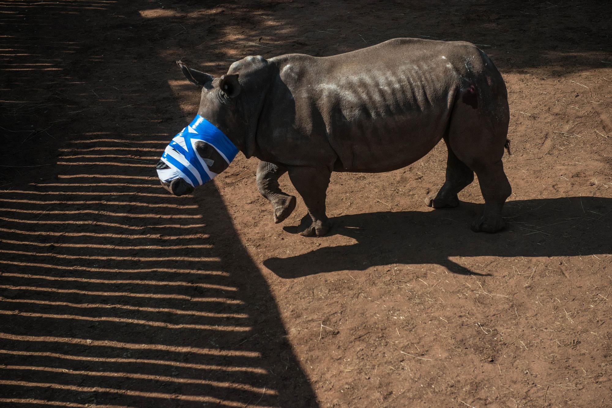 A poached de-horned rhinoceros, left to die by poachers, walks with bandage and stitches after being treated by South African veterinarians on a ranch in Bela Bela some 150 KM north of Johannesburg on May 20, 2016 in Bela Bela district . / AFP / MUJAHID SAFODIEN (Photo credit should read MUJAHID SAFODIEN/AFP via Getty Images)