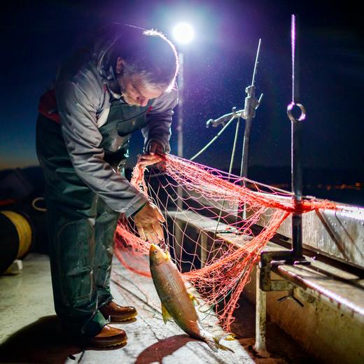 Frederic Clerc pulls a Fera (Coregonus) from his net during the last day of the lake trout season on Lake Geneva, in Allaman, Switzerland, early Sunday, October 14, 2018. The Clerc family, professional fishermen for five generations work year long on Lake Geneva fishing species such as perch, trout, pike, char, fera or crayfish. (KEYSTONE/Valentin Flauraud)