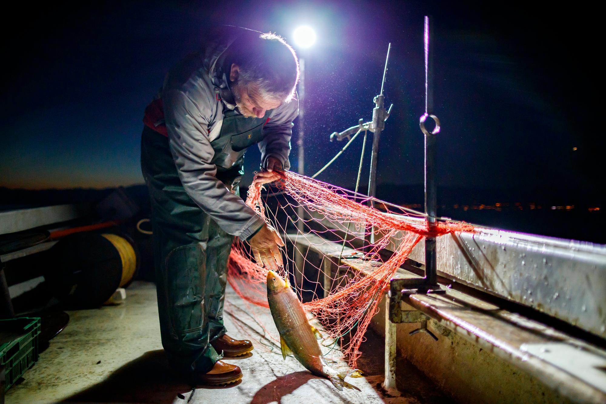Frederic Clerc pulls a Fera (Coregonus) from his net during the last day of the lake trout season on Lake Geneva, in Allaman, Switzerland, early Sunday, October 14, 2018. The Clerc family, professional fishermen for five generations work year long on Lake Geneva fishing species such as perch, trout, pike, char, fera or crayfish. (KEYSTONE/Valentin Flauraud)