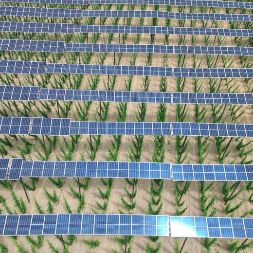 Solar panels are seen atop a hops plantation in the Bavarian Holledau region in Au, Germany, June 19, 2023. REUTERS/Louisa Off