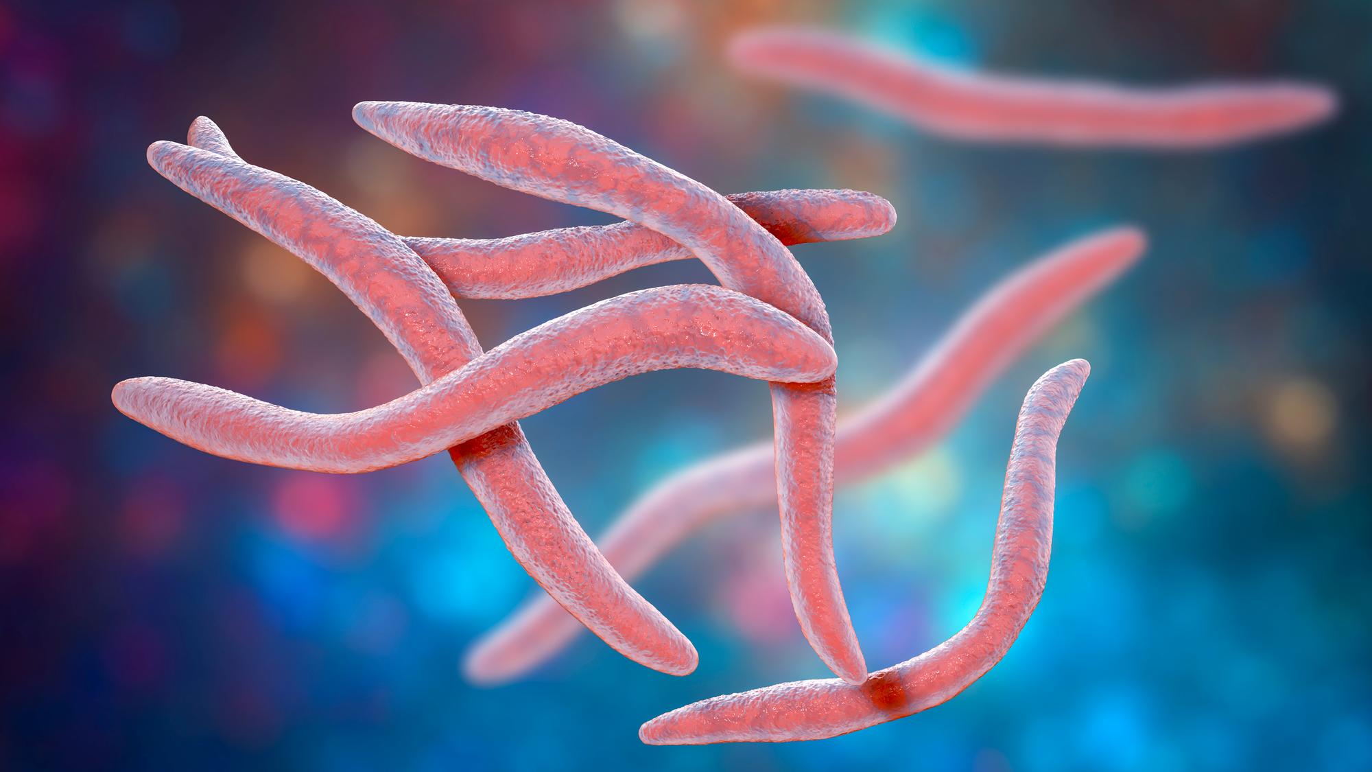 Fusobacterium bacteria, computer illustration. These bacteria are Gram-negative, anaerobic, non-motile rod-shaped prokaryotes (characterized by a long, slender shape and pointed ends). They are part of the human microbiota, where they are found in the mouth and upper respiratory tract. They occasionally cause abscesses and blood infections and possibly play a role in periodontal disease and respiratory infections. The most common species recovered from patients are F. nucleatum and F. necrophorum. They are susceptible to penicillin.