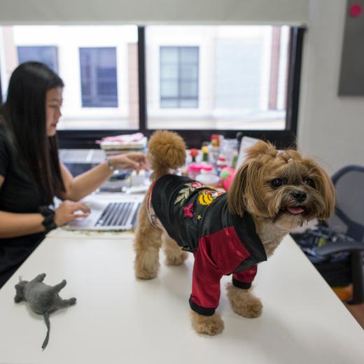 epa06014235 A Thai staff works with her dog at the office of Adyim, a digital marketing solution company in Bangkok, Thailand, 07 June 2017. A Thai company allow staff to bring their dogs to work at office aimed to lower stress, promote positive work environment in the office and increasing the productivity. EPA/RUNGROJ YONGRIT