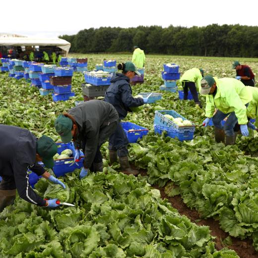 FILE PHOTO: Migrant workers pick lettuce on a farm in Kent, Britain July 24, 2017. Picture taken July 24, 2017. REUTERS/Neil Hall/File Photo