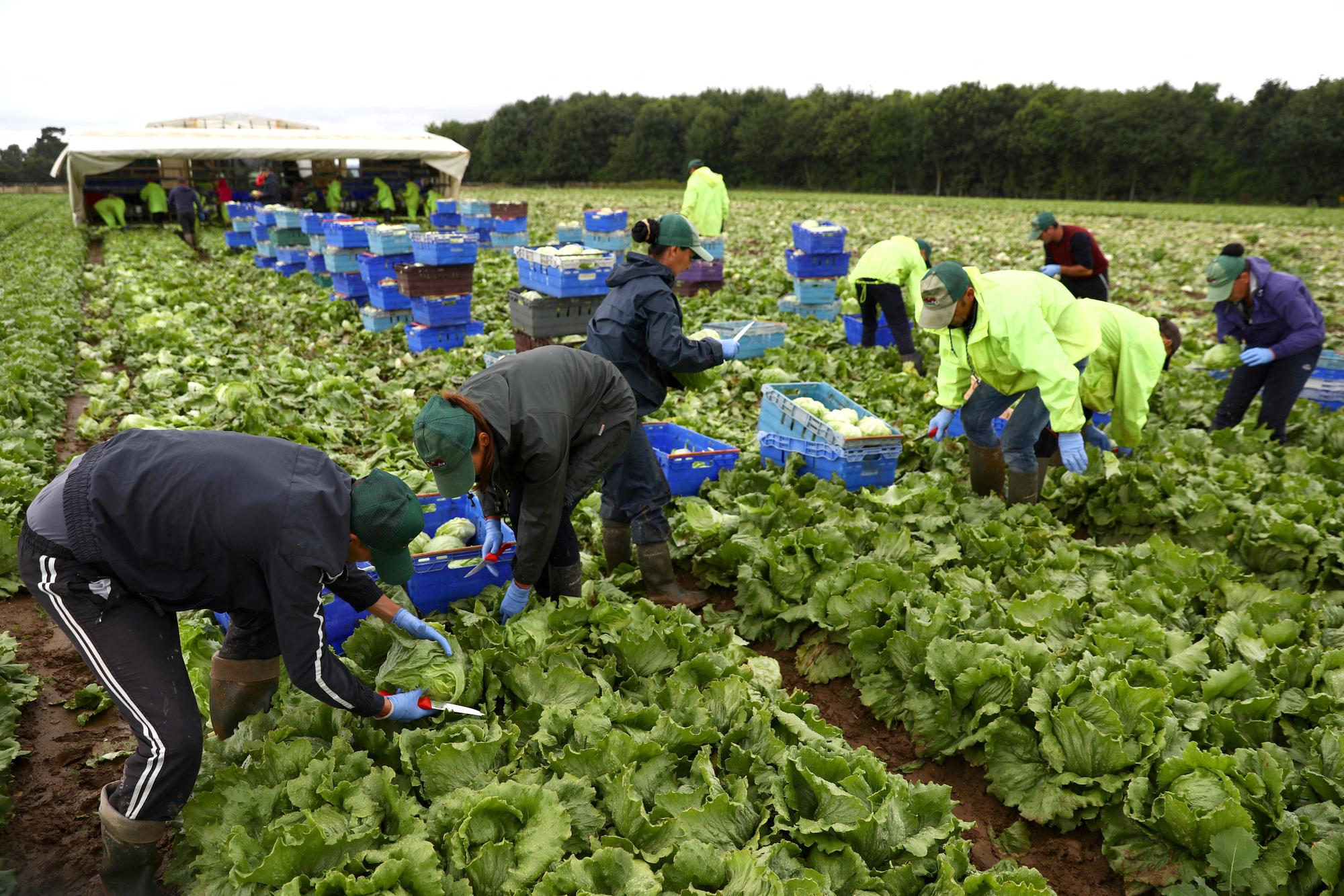FILE PHOTO: Migrant workers pick lettuce on a farm in Kent, Britain July 24, 2017. Picture taken July 24, 2017. REUTERS/Neil Hall/File Photo