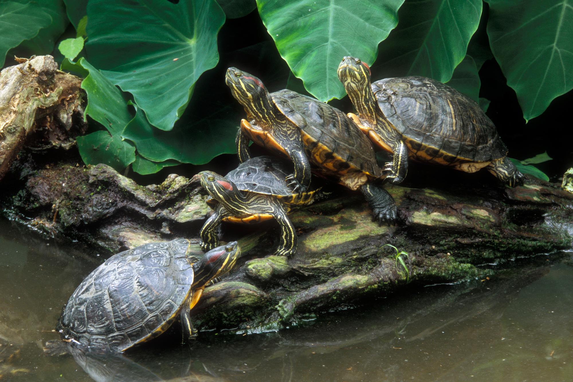 Red-eared sliders / red-eared terrapins (Trachemys scripta elegans / Pseudemys scripta elegans / Emys elegans) group resting on log in lake, native to southern United States. (Photo by: Arterra/Universal Images Group via Getty Images)