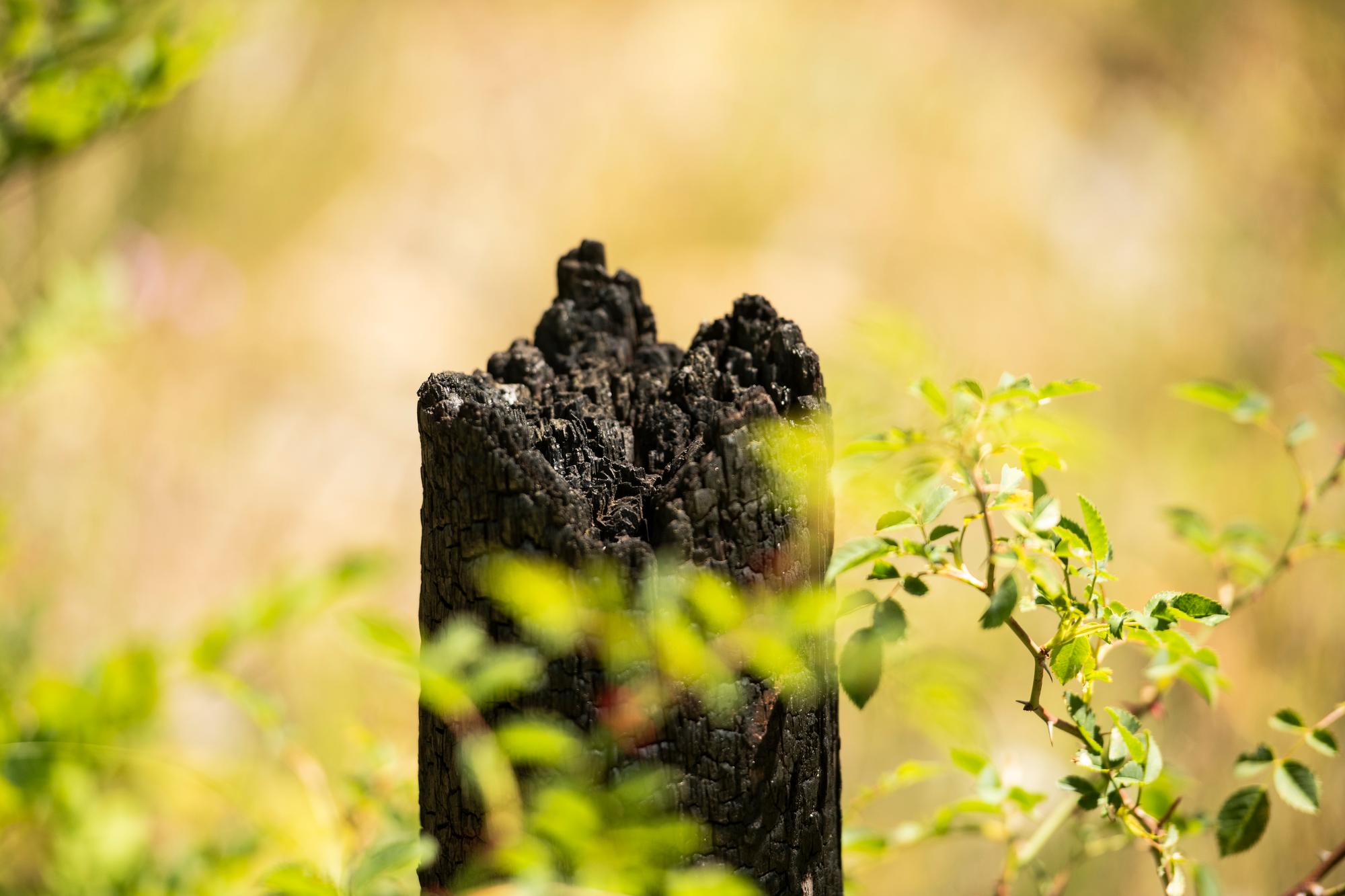 Reportage autours des terres brulée de Loèche . En août 2013, plus de 300 hectares de forêt brûlent au-dessus de Loèche, en Valais. En 20 ans, la nature a petit à petit repris ses droits. Reportage avec Peter Oggier directeur du parc naturel Pfyn-Finges et Thomas Wohlgemuth du WSL.  Illustration de la végétation actuelle. ©Louis Dasselborne