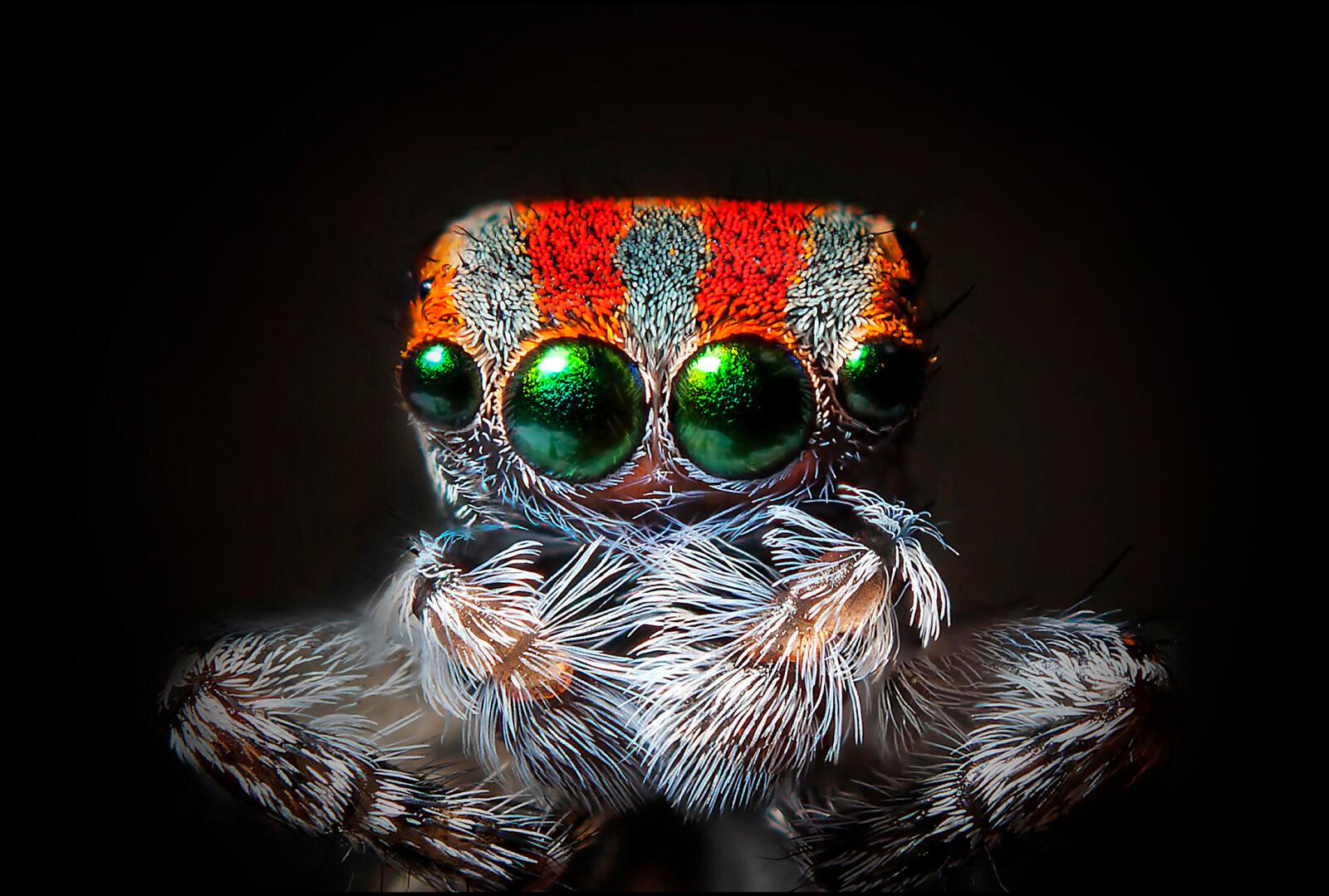 La tête colorée d'une araignée paon sauteuse – ou maratus volans.